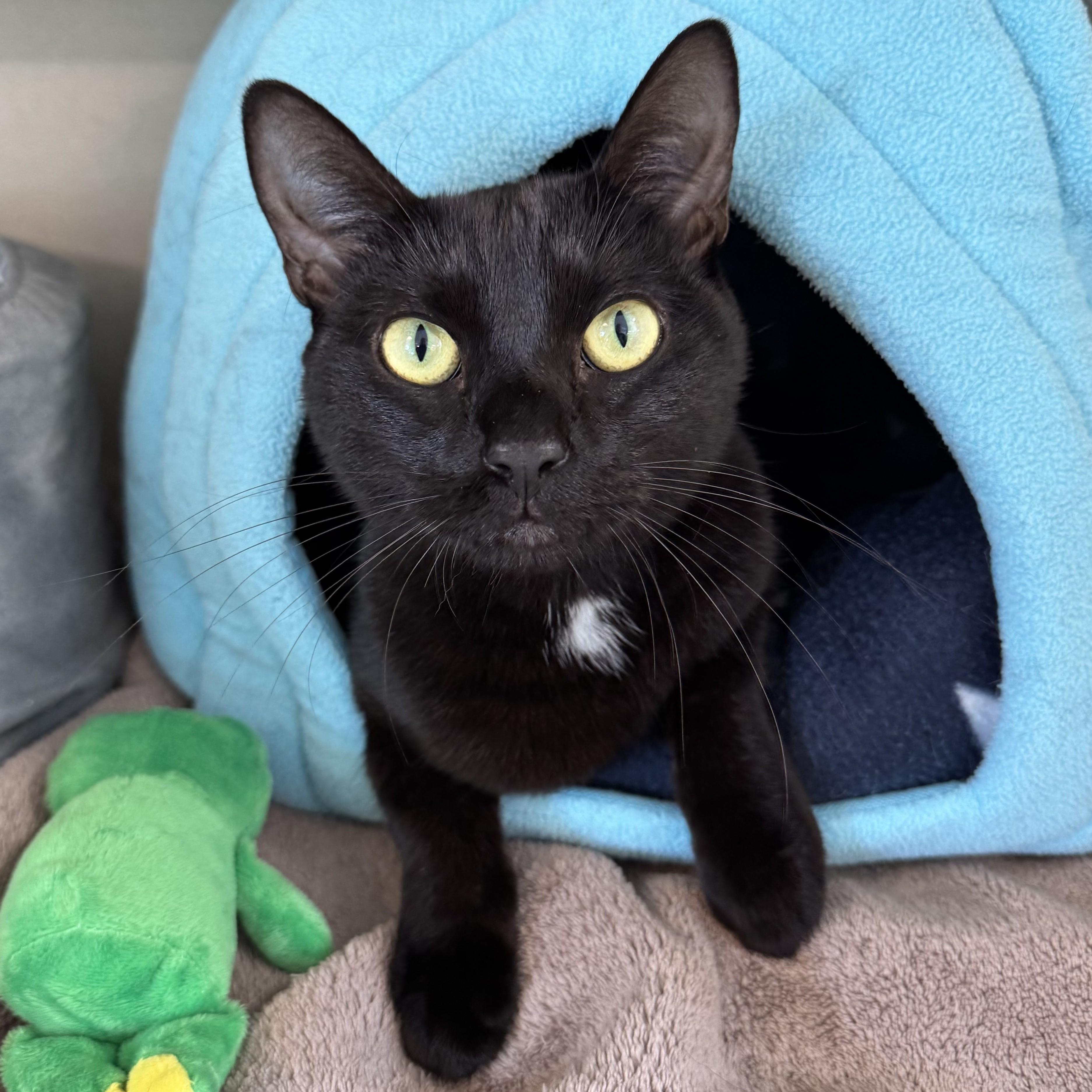 Shelly, Adoptable, Adult Female Domestic Short Hair.