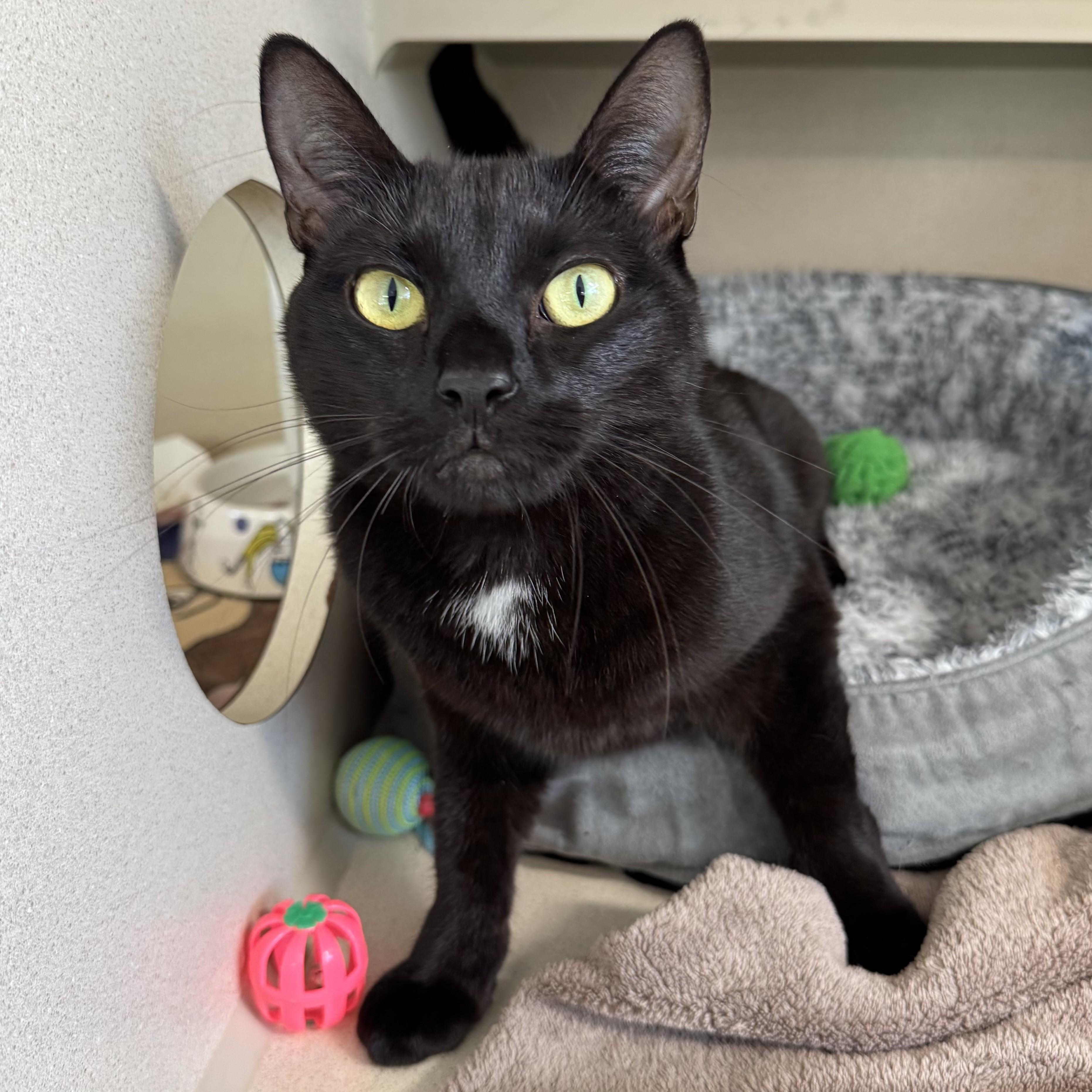 Enlarge Shelly, a Adoptable Domestic Short Hair in Eatontown, NJ image 4/5