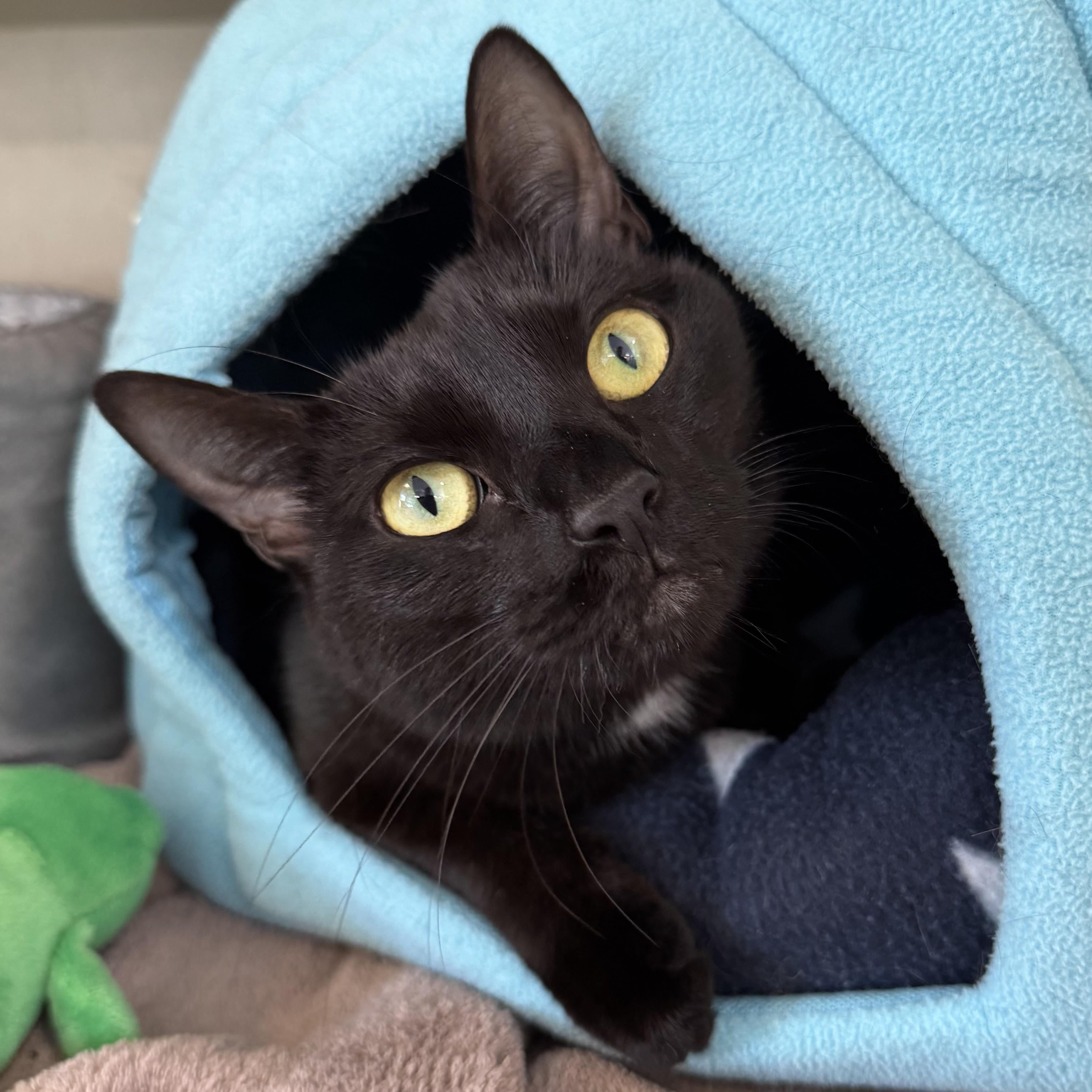 Enlarge Shelly, a Adoptable Domestic Short Hair in Eatontown, NJ image 5/5