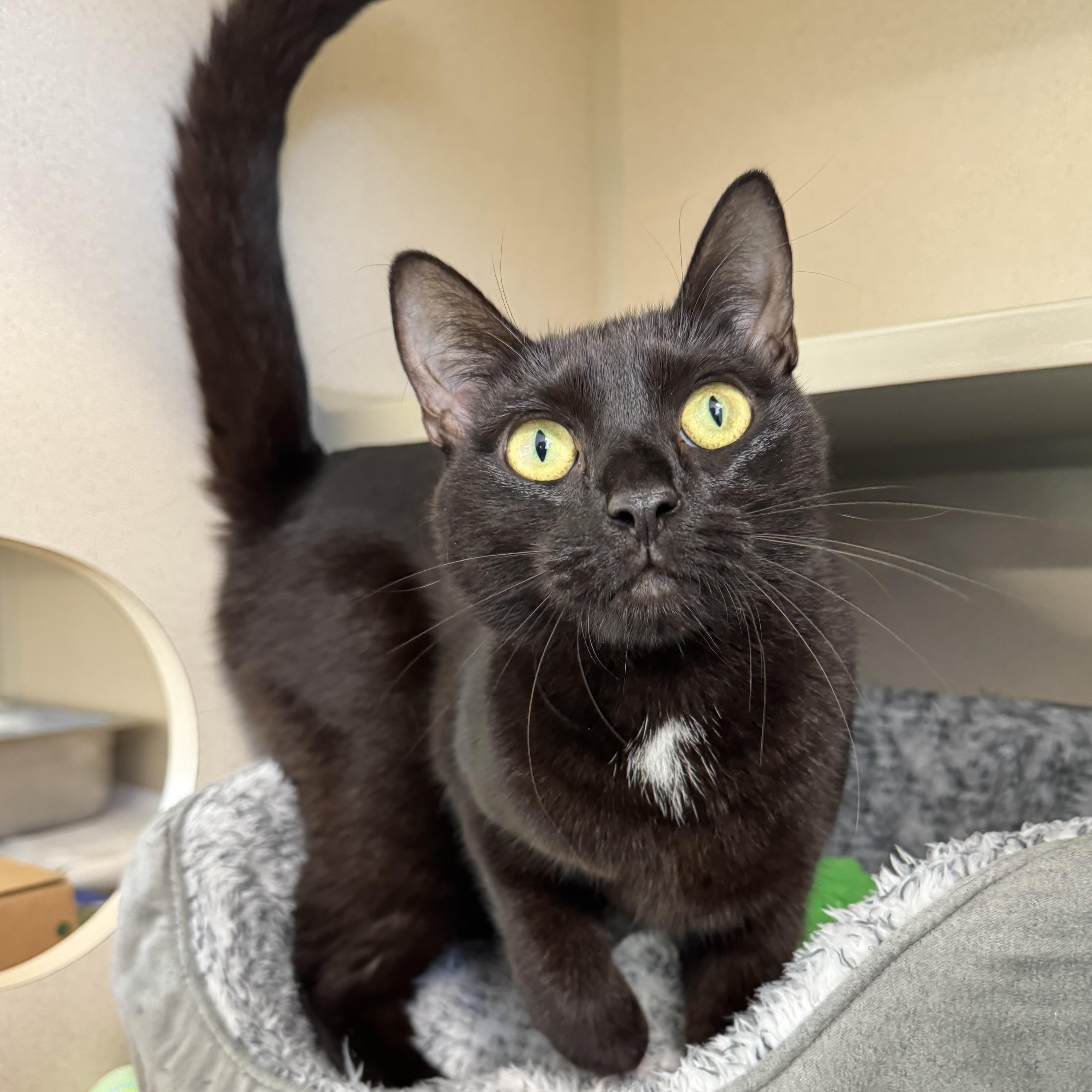 Enlarge Shelly, a Adoptable Domestic Short Hair in Eatontown, NJ image 3/5