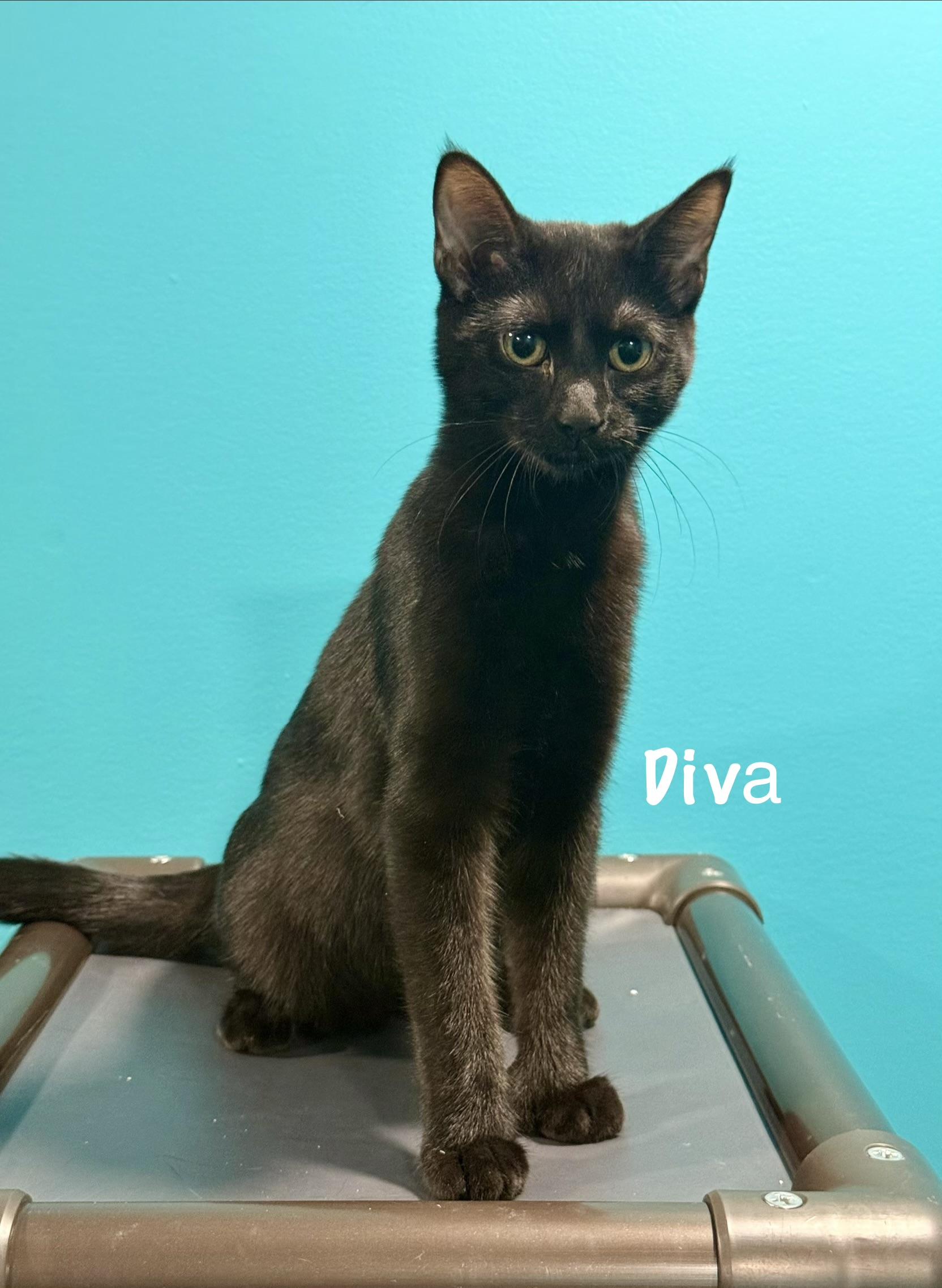 Diva (Polydactyl), Adoptable, Kitten Female Domestic Short Hair.