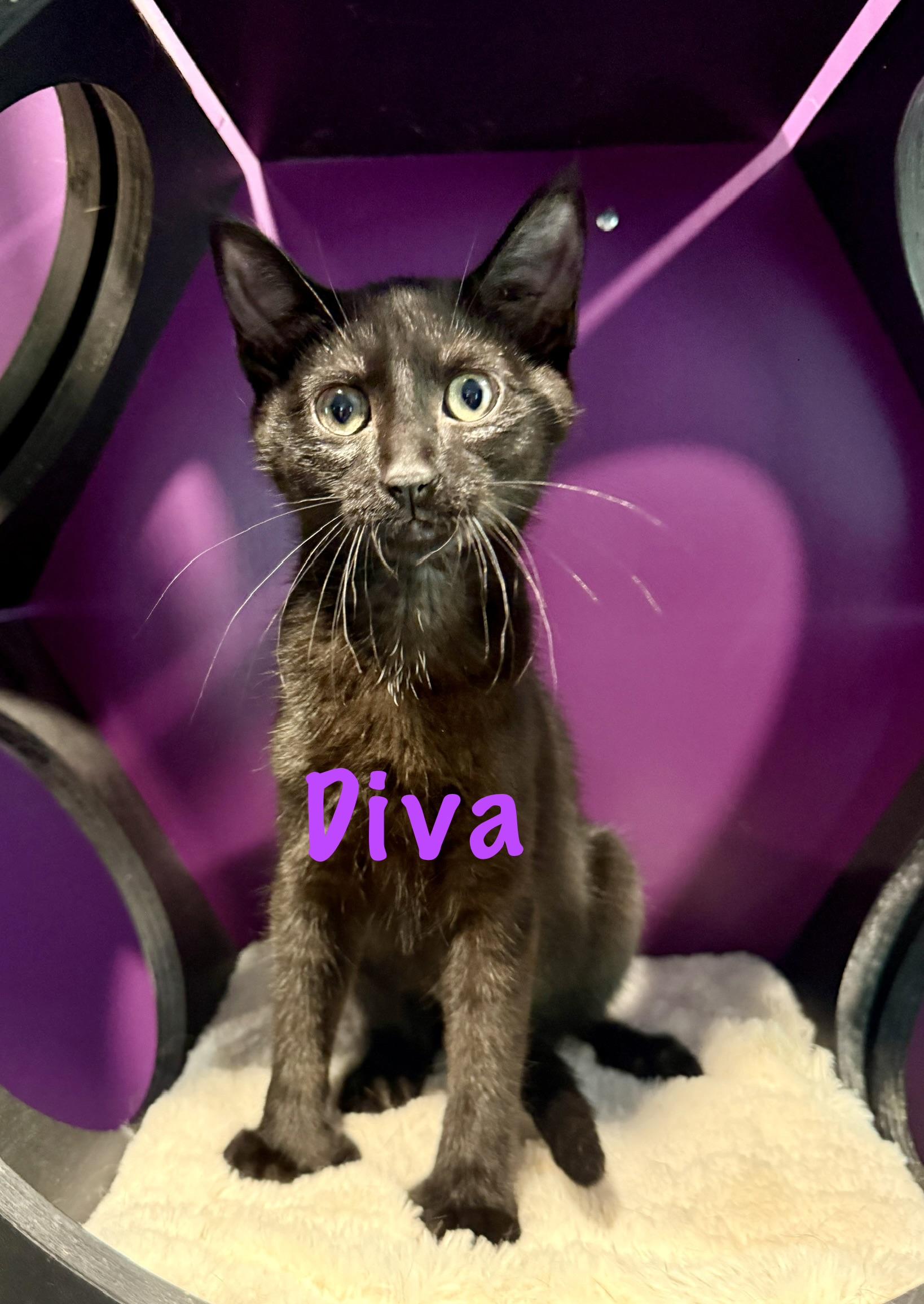 Diva (Polydactyl), ADOPTABLE, Kitten Female Domestic Short Hair.