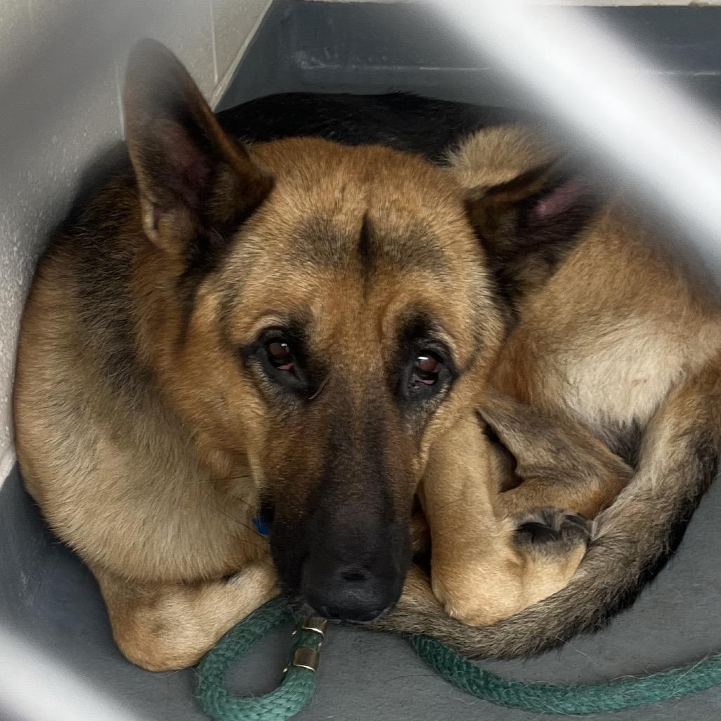 CHARLIE, a Adoptable German Shepherd Dog in Wilmington, DE image 1/5