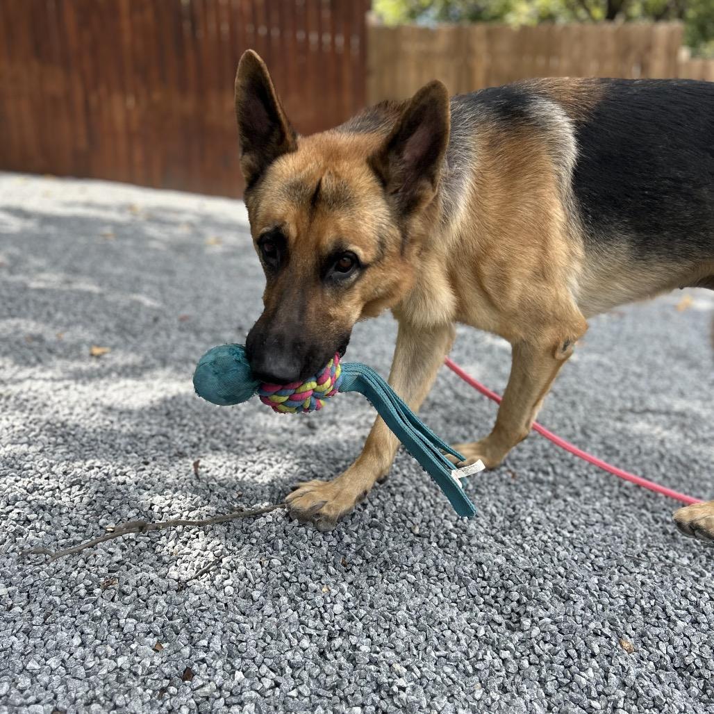 CHARLIE, Adoptable, Young Male German Shepherd Dog.