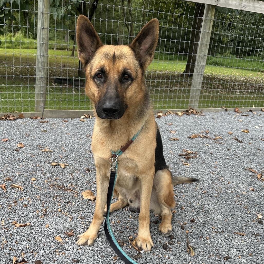 CHARLIE, a Adoptable German Shepherd Dog in Wilmington, DE image 3/5