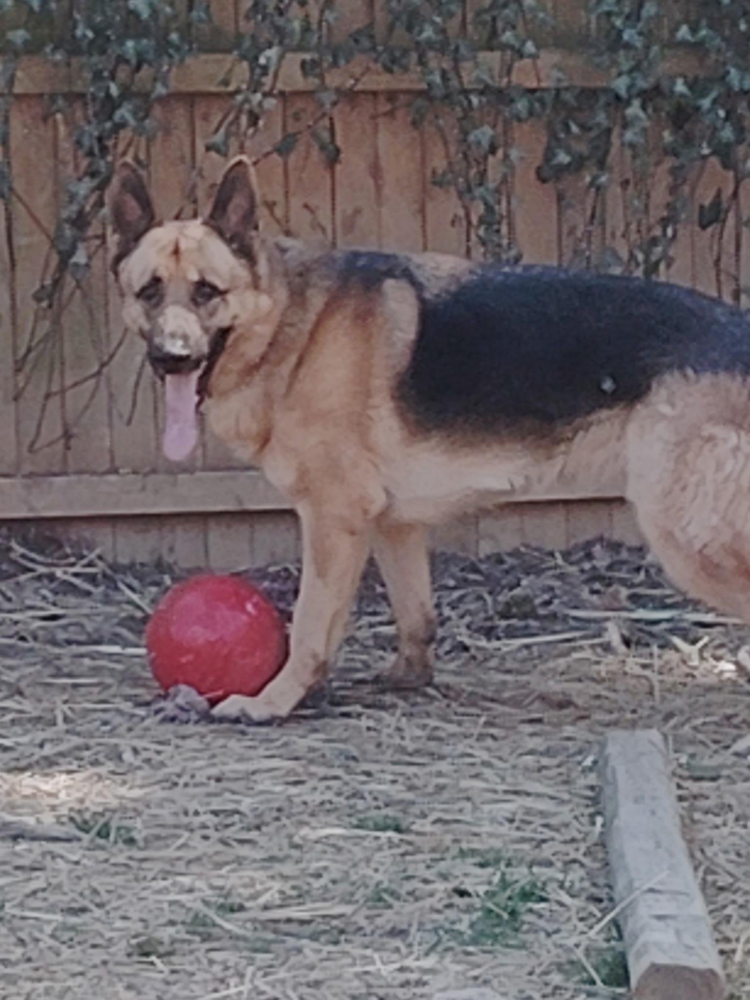 Enlarge CHARLIE, a Adoptable German Shepherd Dog in Wilmington, DE image 5/5