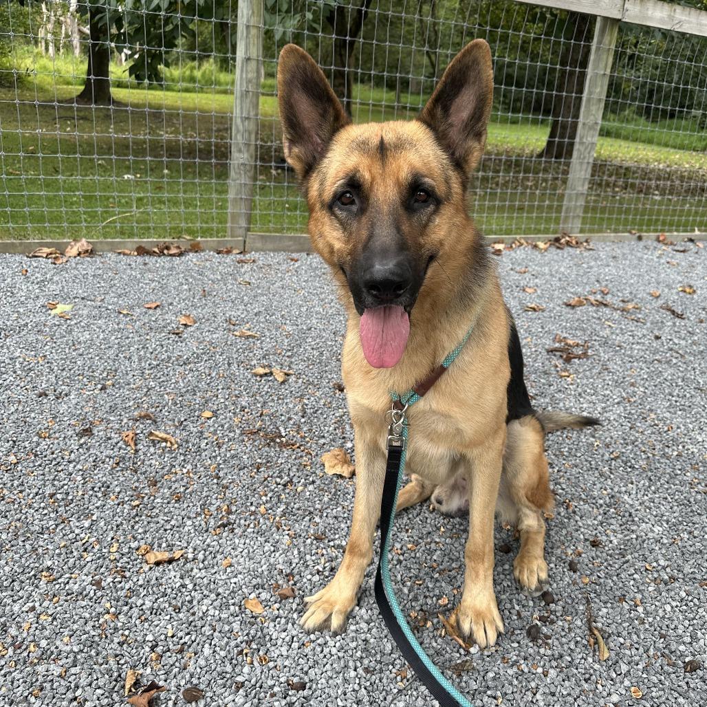 CHARLIE, a Adoptable German Shepherd Dog in Wilmington, DE image 4/5