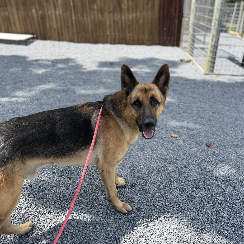 CHARLIE, a Adoptable German Shepherd Dog in Wilmington, DE image 5/5