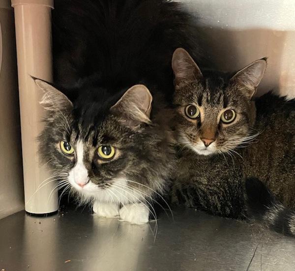 Enlarge Nabi, a Adoptable mixed breed in Vancouver, WA image 2/6