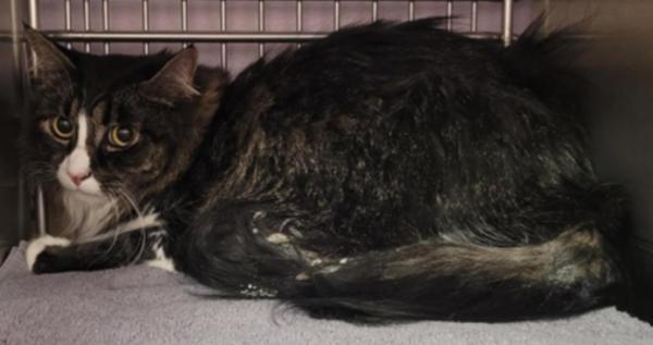 Nabi, a Adoptable mixed breed in Vancouver, WA image 2/2