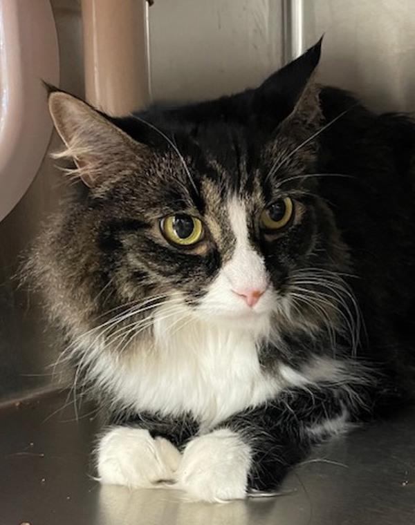 Enlarge Nabi, a Adoptable mixed breed in Vancouver, WA image 5/6