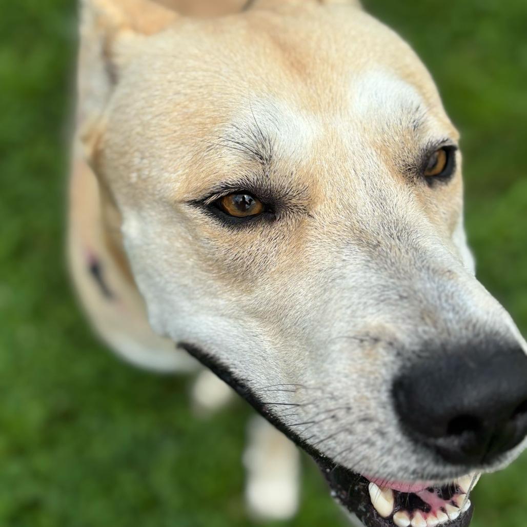 Okay Hoss, a Adoptable Mixed Breed in Davenport, IA image 1/6