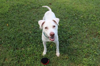 Enlarge Coraline, a Adoptable mixed breed in Kansas City, MO image 1/3