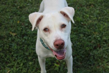 Enlarge Coraline, a Adoptable mixed breed in Kansas City, MO image 2/3