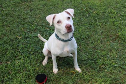 Enlarge Coraline, a Adoptable mixed breed in Kansas City, MO image 3/3