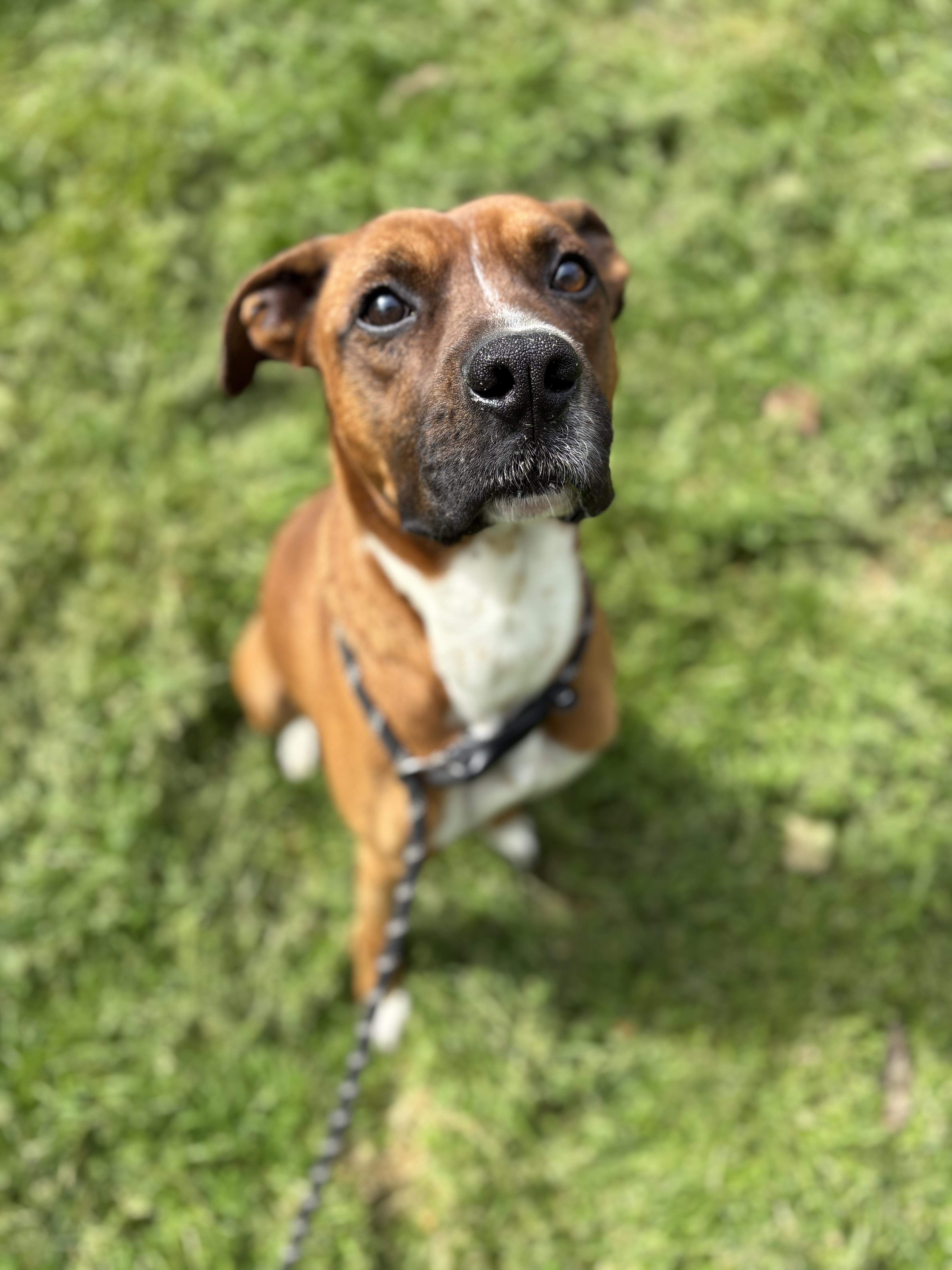 Zero, a Adoptable mixed breed in Oak Ridge, TN image 4/4