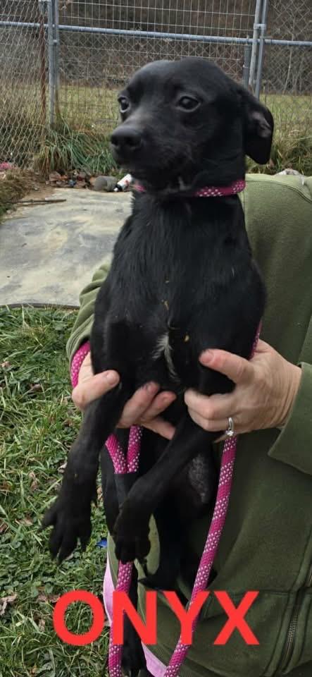 Onyx, ADOPTABLE, Young Male Miniature Pinscher.
