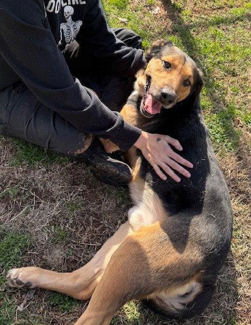 Blackjack, Adoptable, Adult Male German Shepherd Dog.