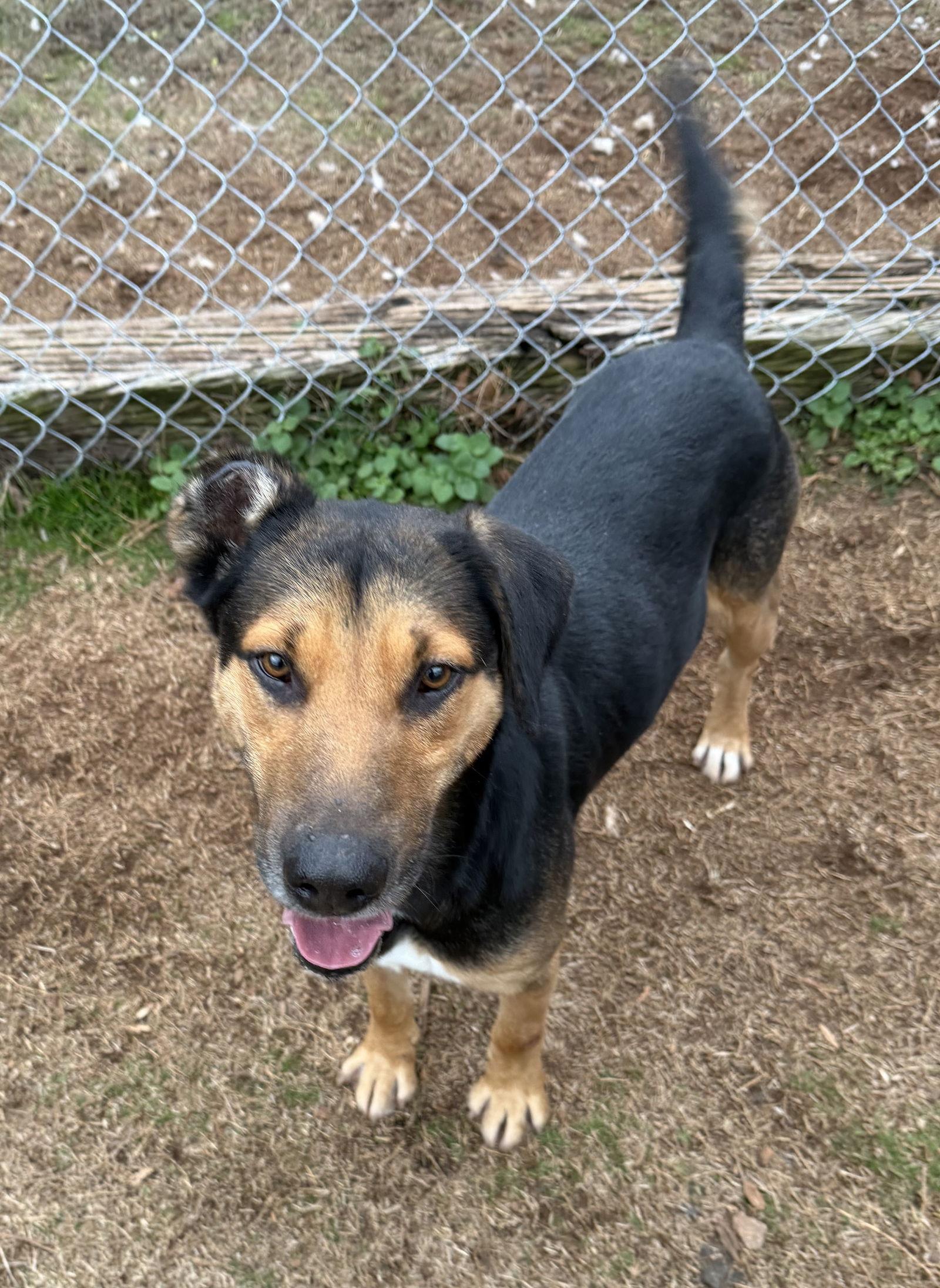 Blackjack, a Adoptable German Shepherd Dog in Carrollton, GA image 2/3