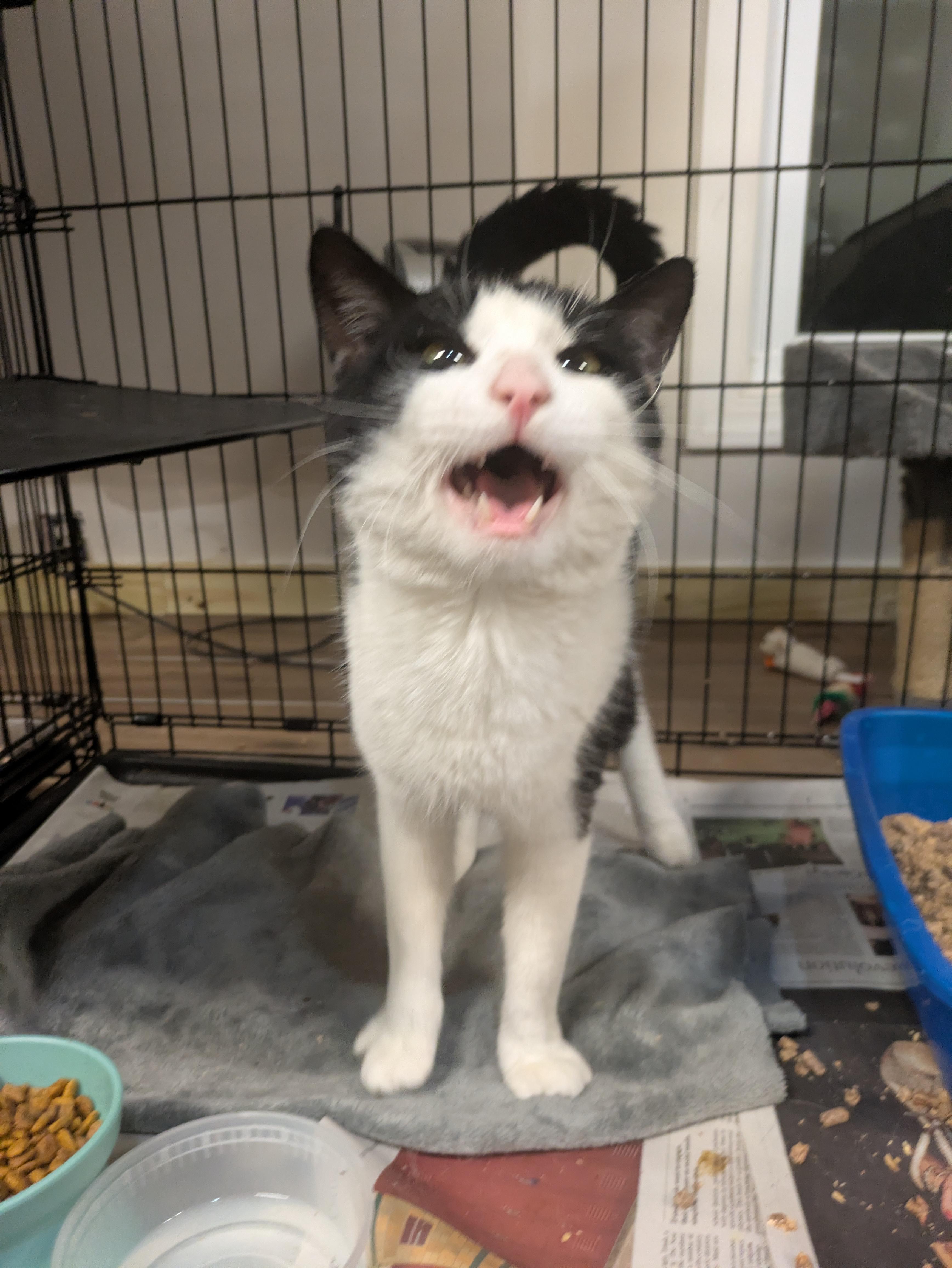 Krewe, adopted, Adult Male American Shorthair.