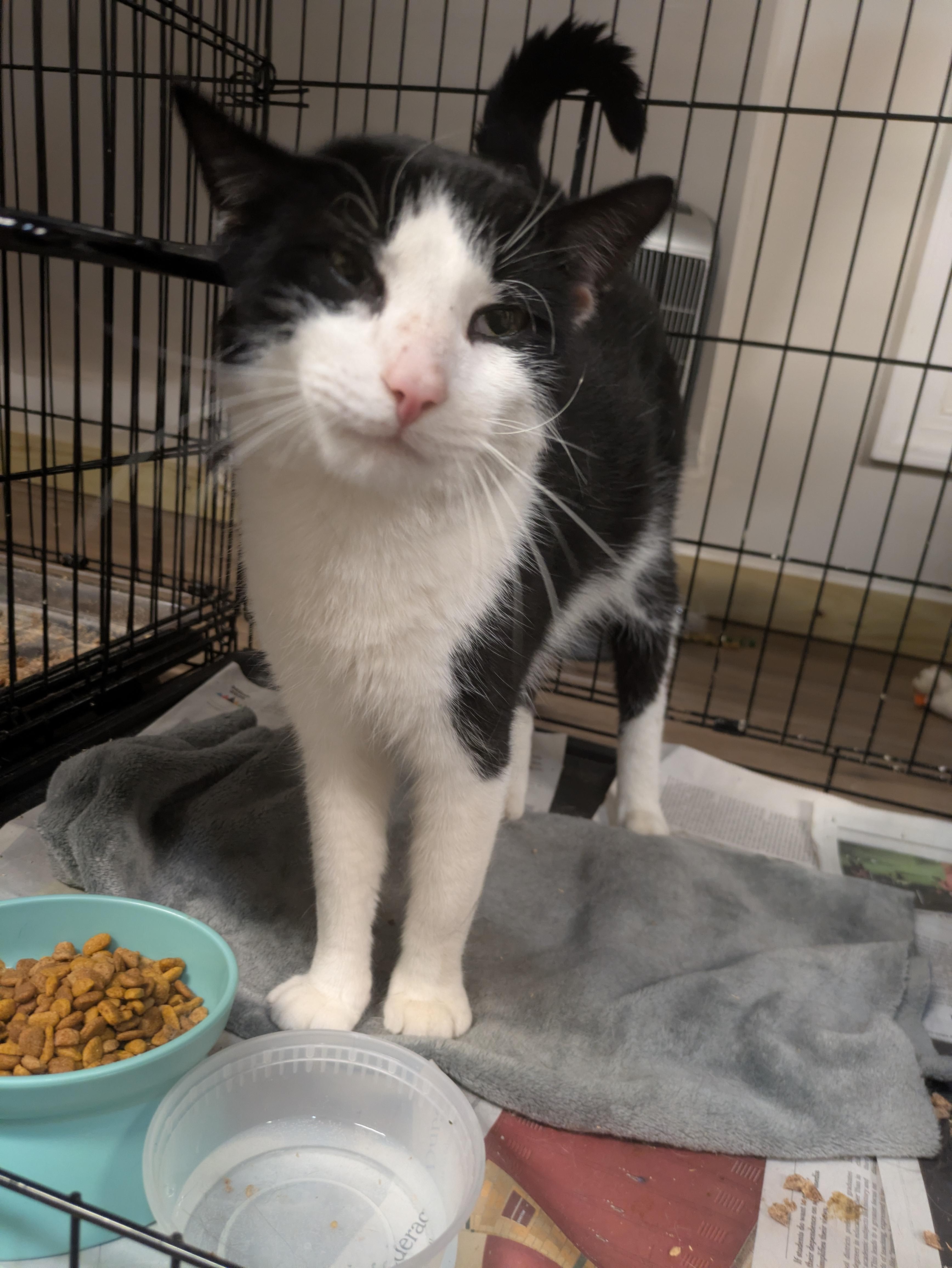 Enlarge Krewe, an adopted American Shorthair in Montclair, NJ image 4/4