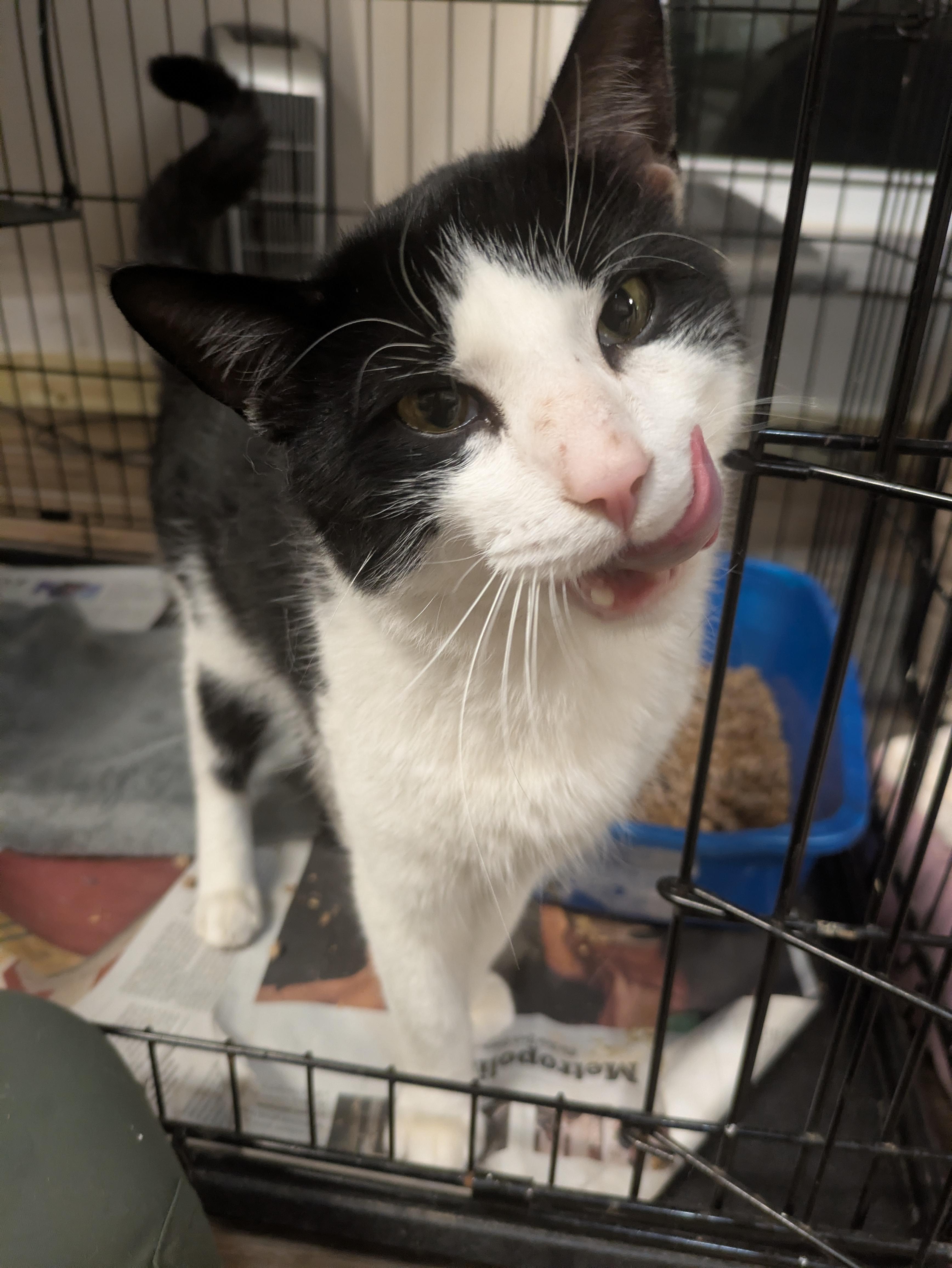 Enlarge Krewe, an adopted American Shorthair in Montclair, NJ image 2/4