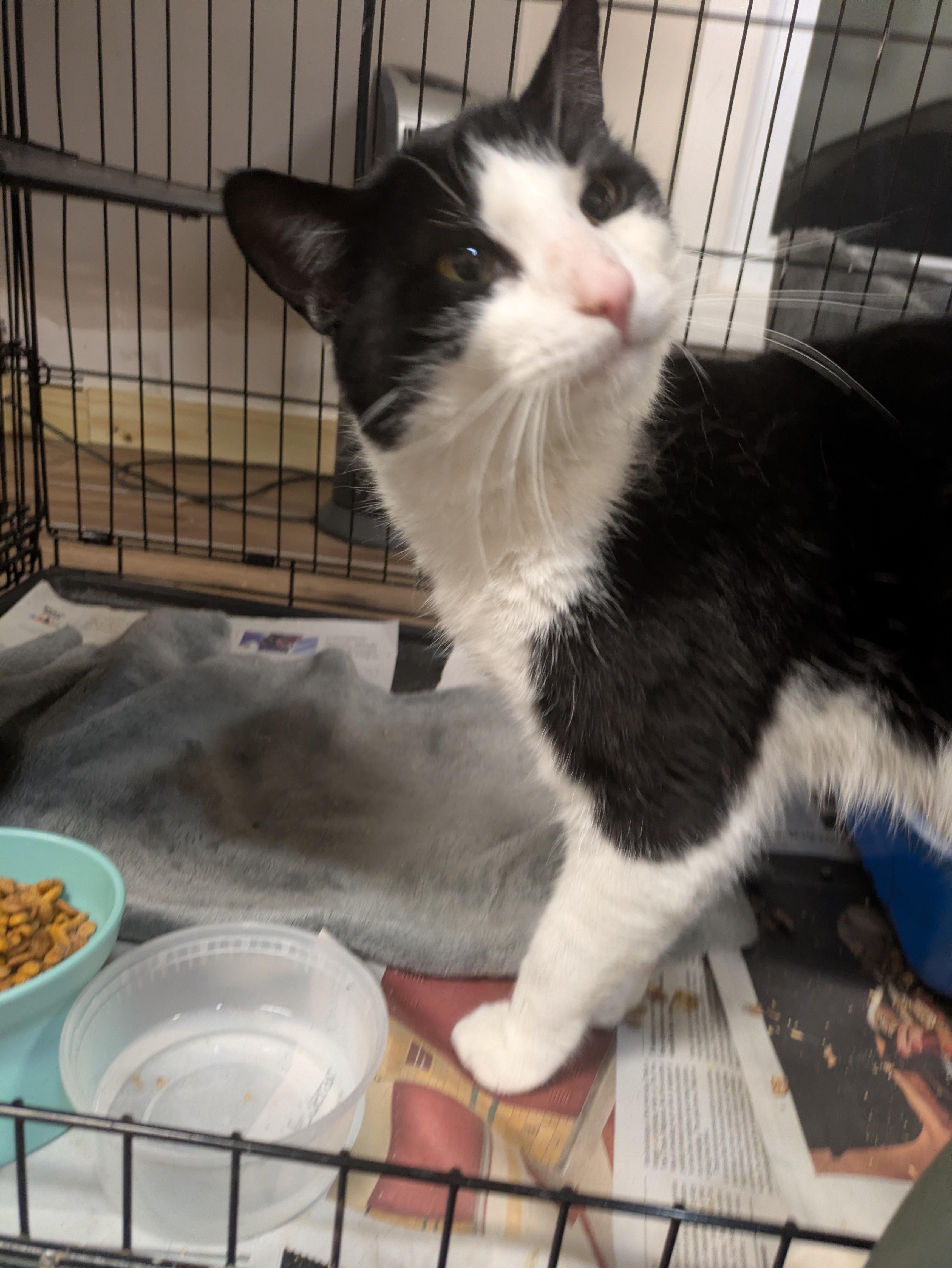 Enlarge Krewe, an adopted American Shorthair in Montclair, NJ image 3/4