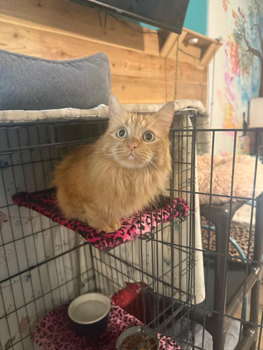Enlarge Peaches , a ADOPTABLE Tabby in Temecula, CA image 1/1