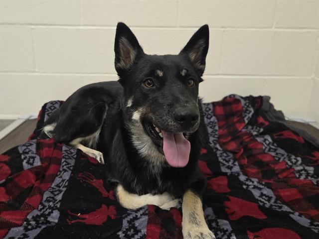 SARAH, Adoptable, Young Female Siberian Husky.