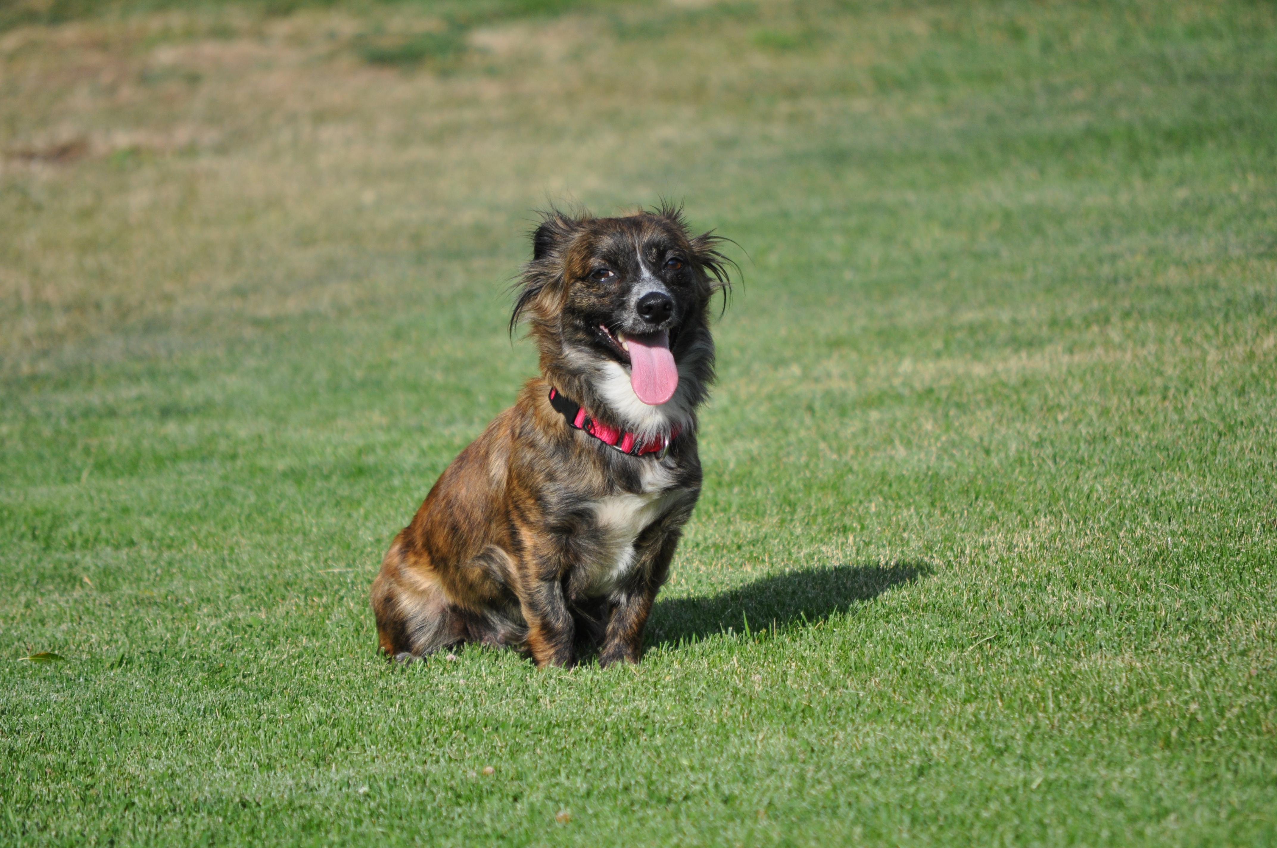 Penny, adopted, Adult Female Terrier.