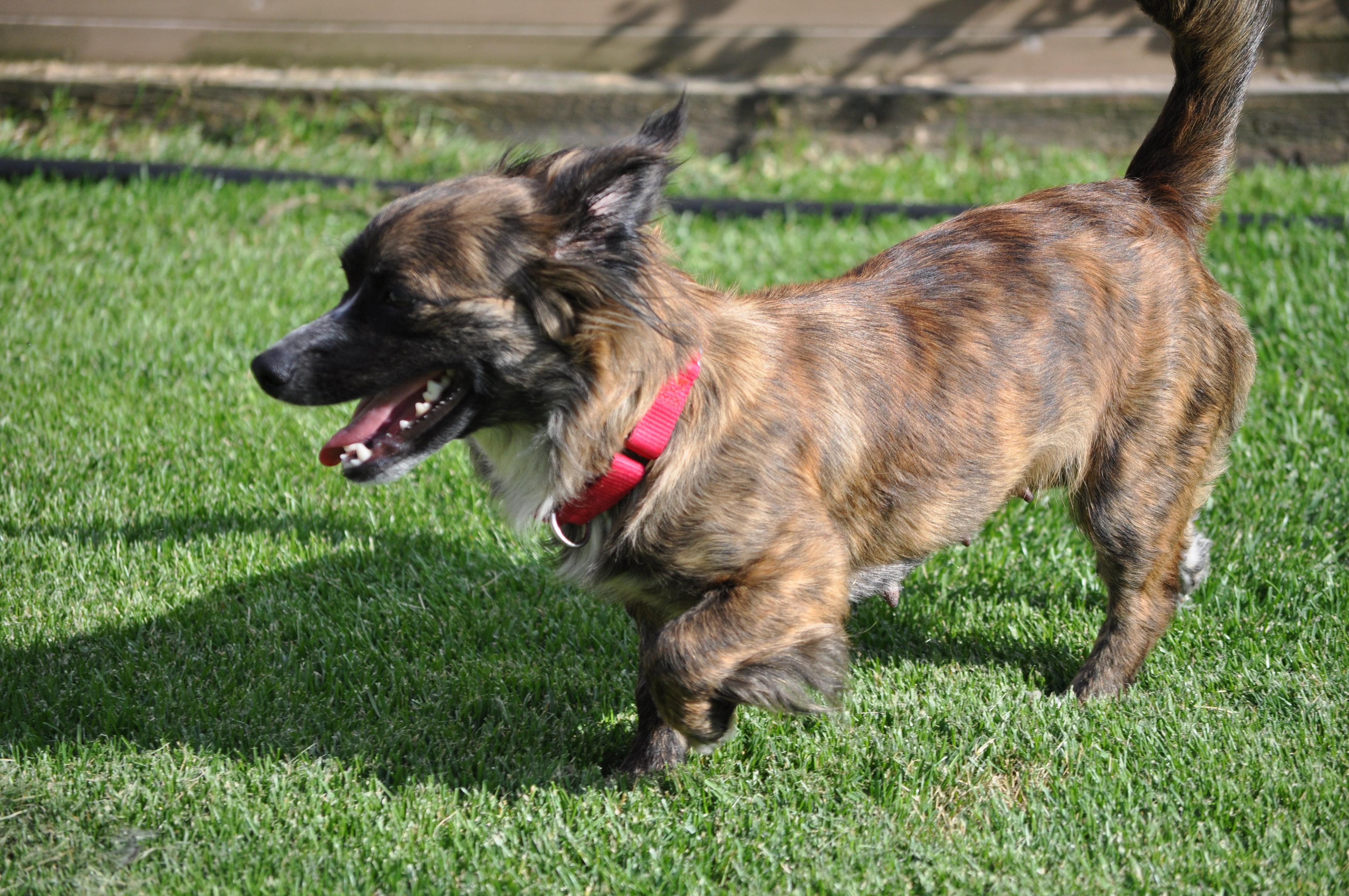 Enlarge Penny, an adopted mixed breed in Union Gap, WA image 5/6