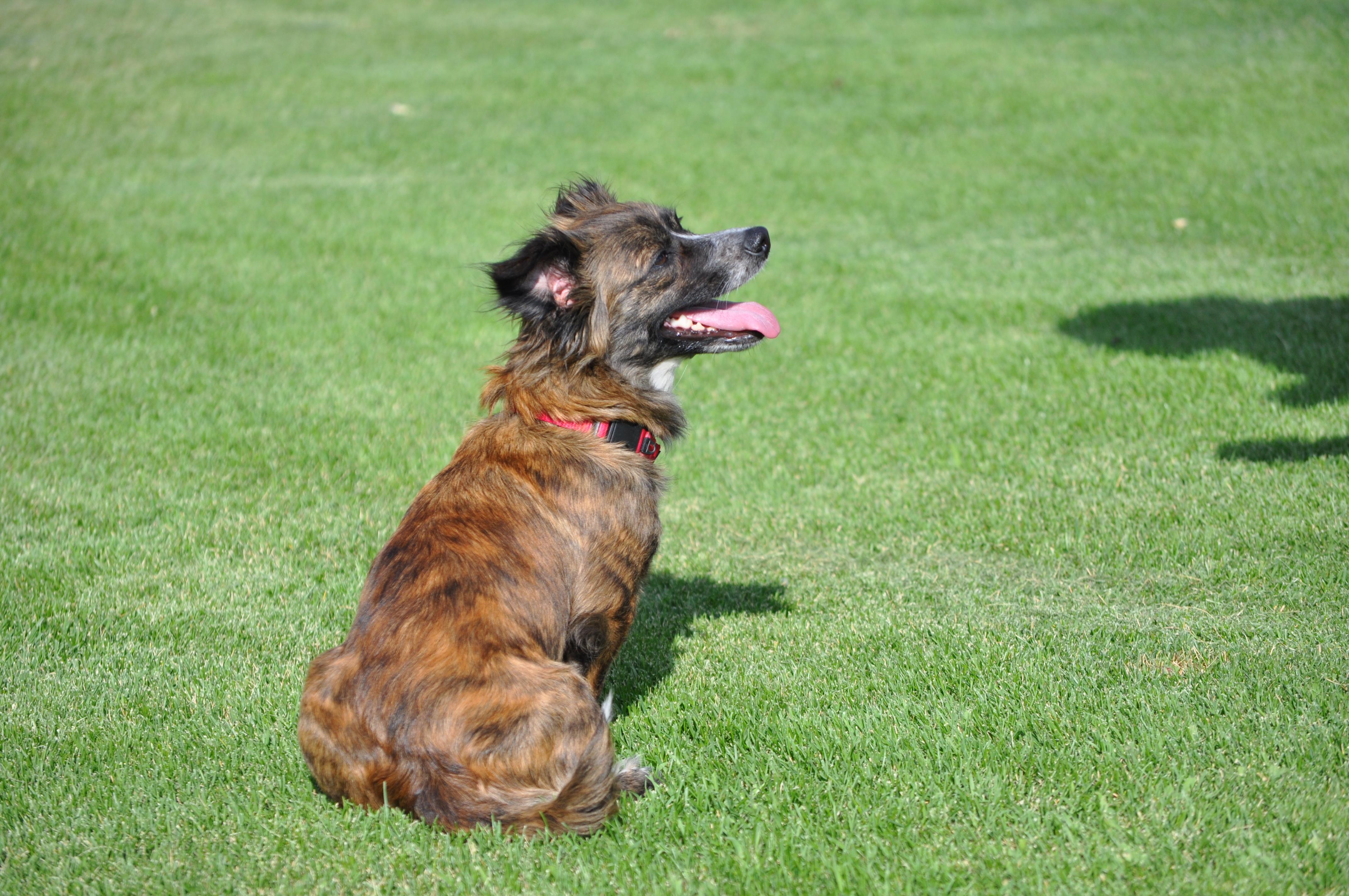 Enlarge Penny, an adopted mixed breed in Union Gap, WA image 6/6