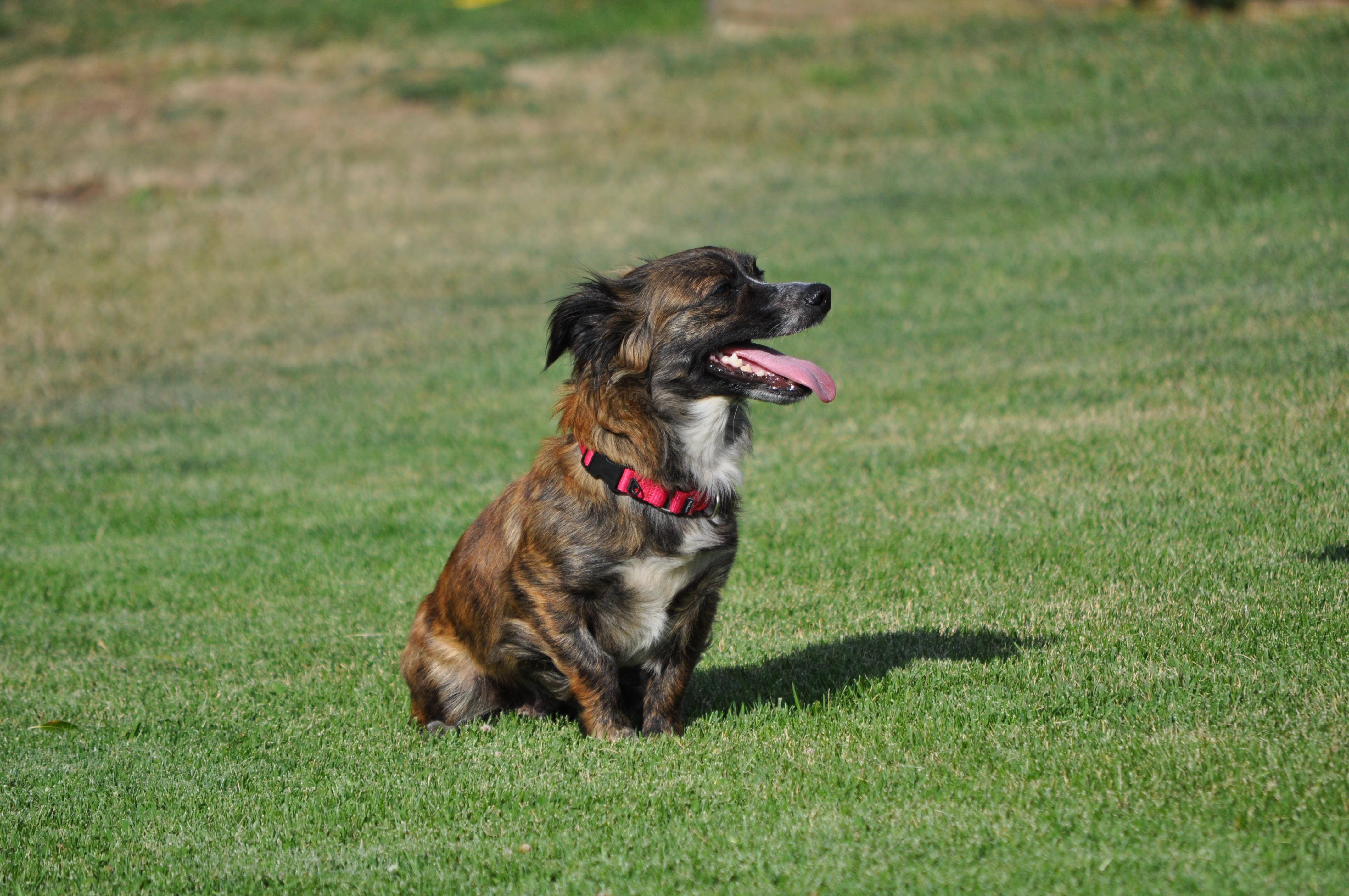 Enlarge Penny, an adopted mixed breed in Union Gap, WA image 3/6