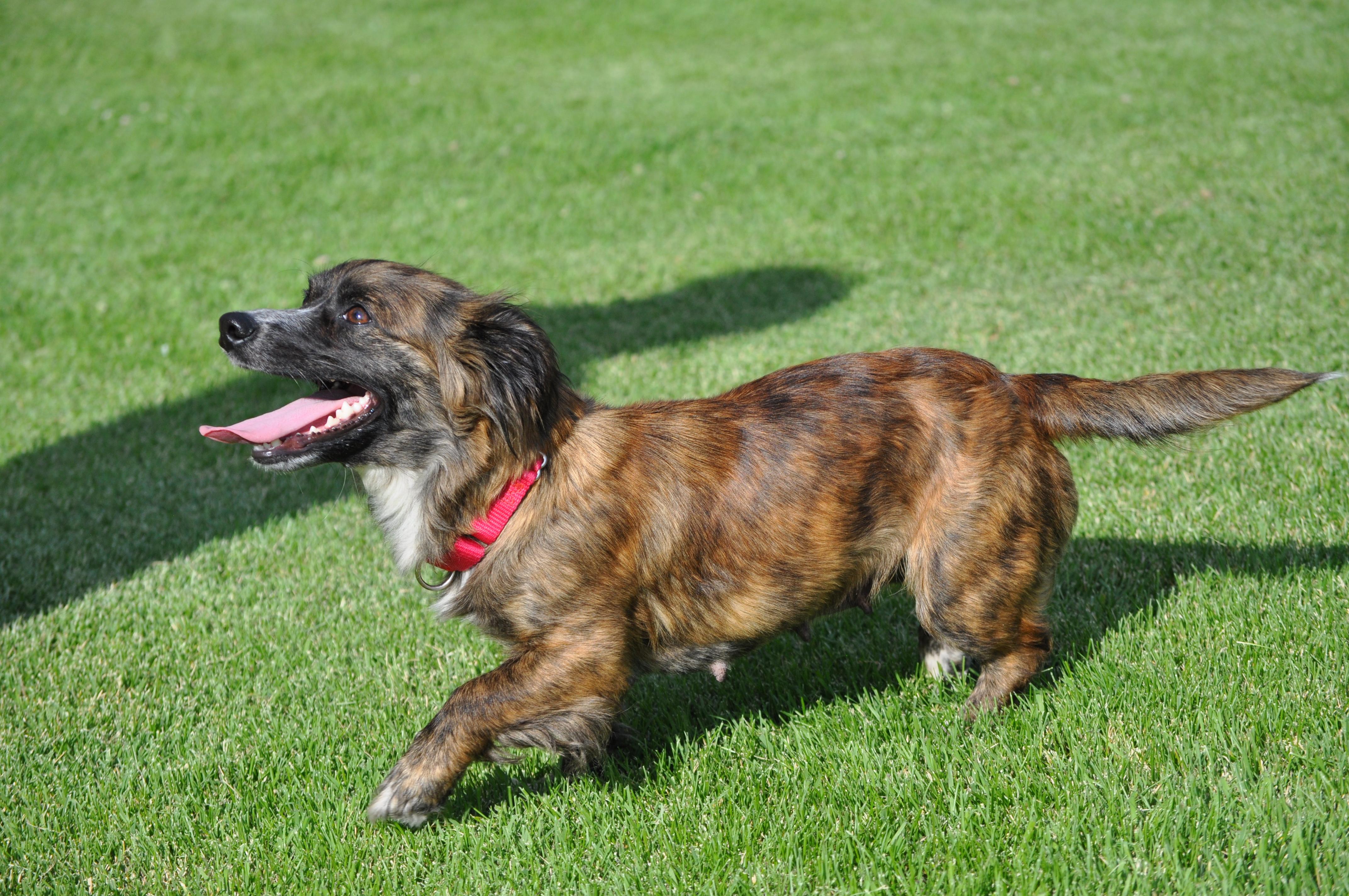 Enlarge Penny, an adopted mixed breed in Union Gap, WA image 2/6