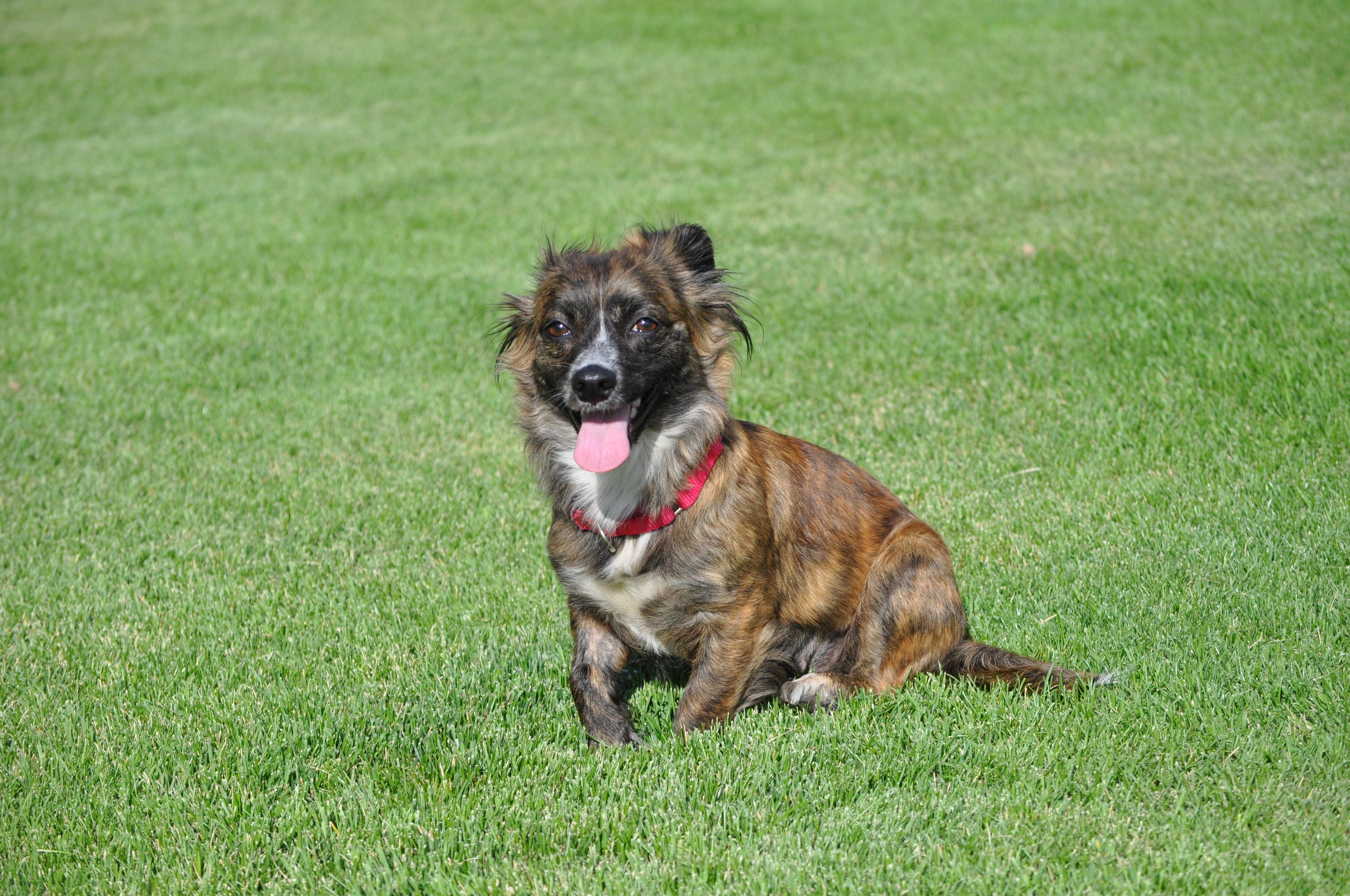 Enlarge Penny, an adopted mixed breed in Union Gap, WA image 4/6