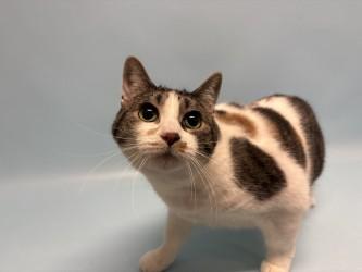 Enlarge Nikki, a Adoptable Domestic Short Hair in Golden Valley, MN image 1/1