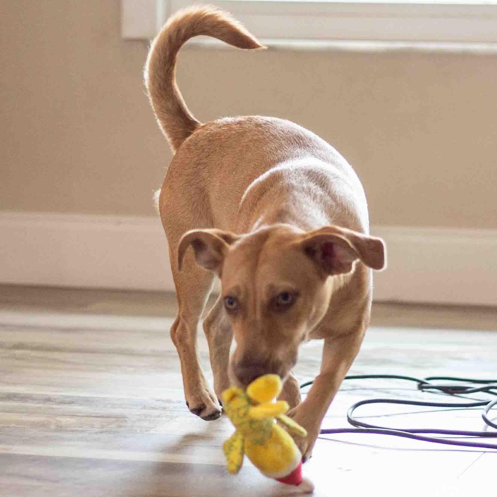 Debbie, Adoptable, Puppy Female Terrier.