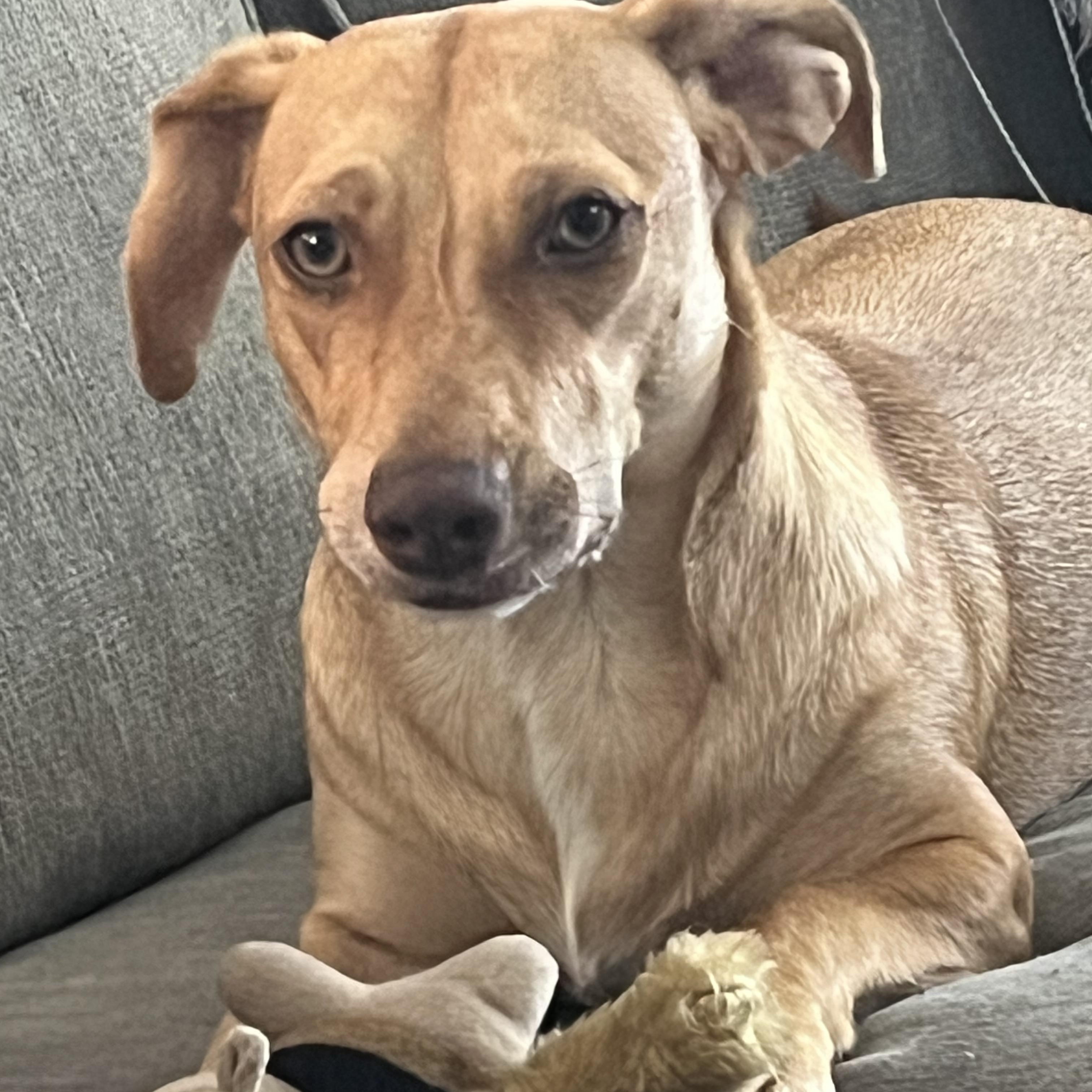 Enlarge Debbie, a Adoptable mixed breed in Sarasota, FL image 6/6