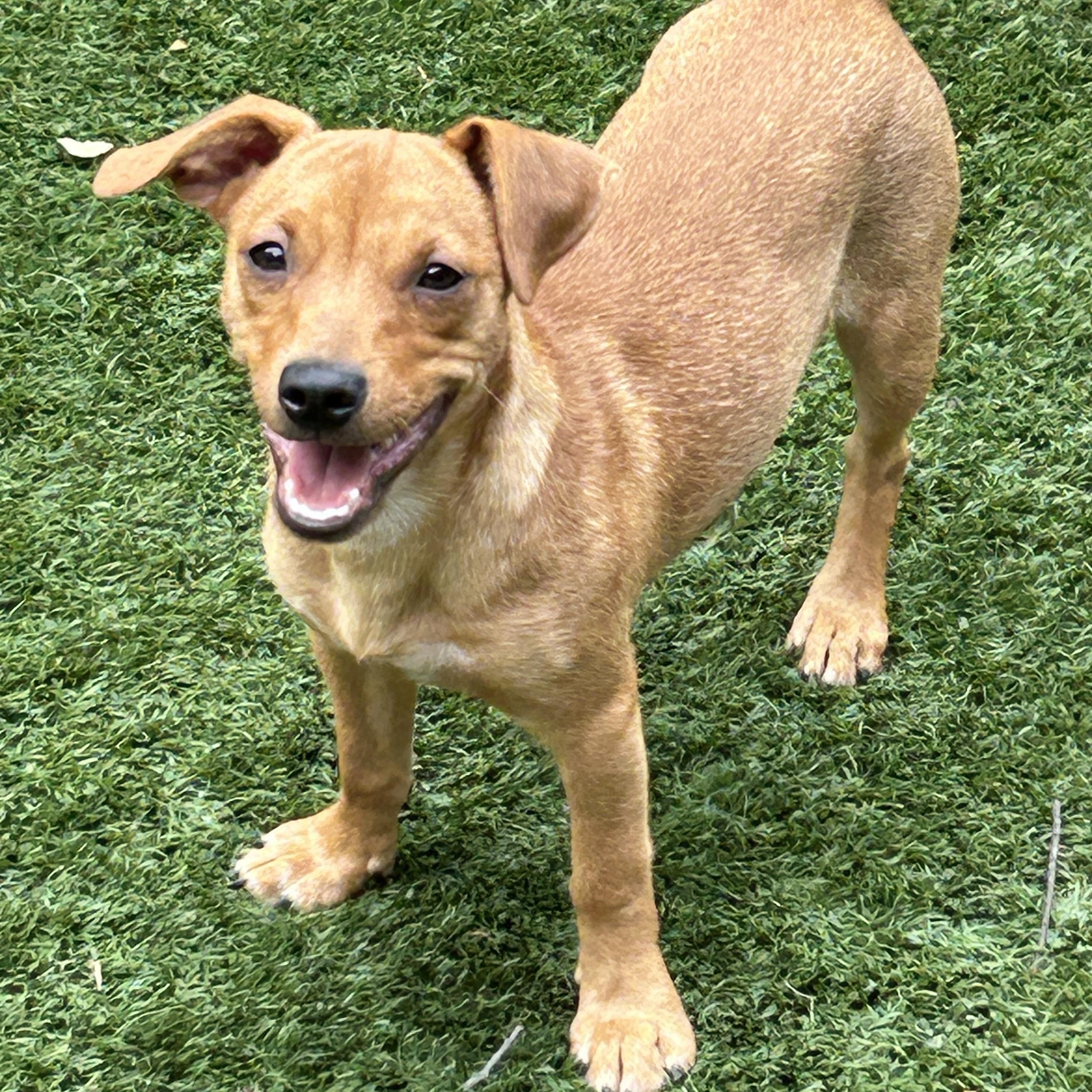 Enlarge Debbie, a Adoptable mixed breed in Sarasota, FL image 5/6