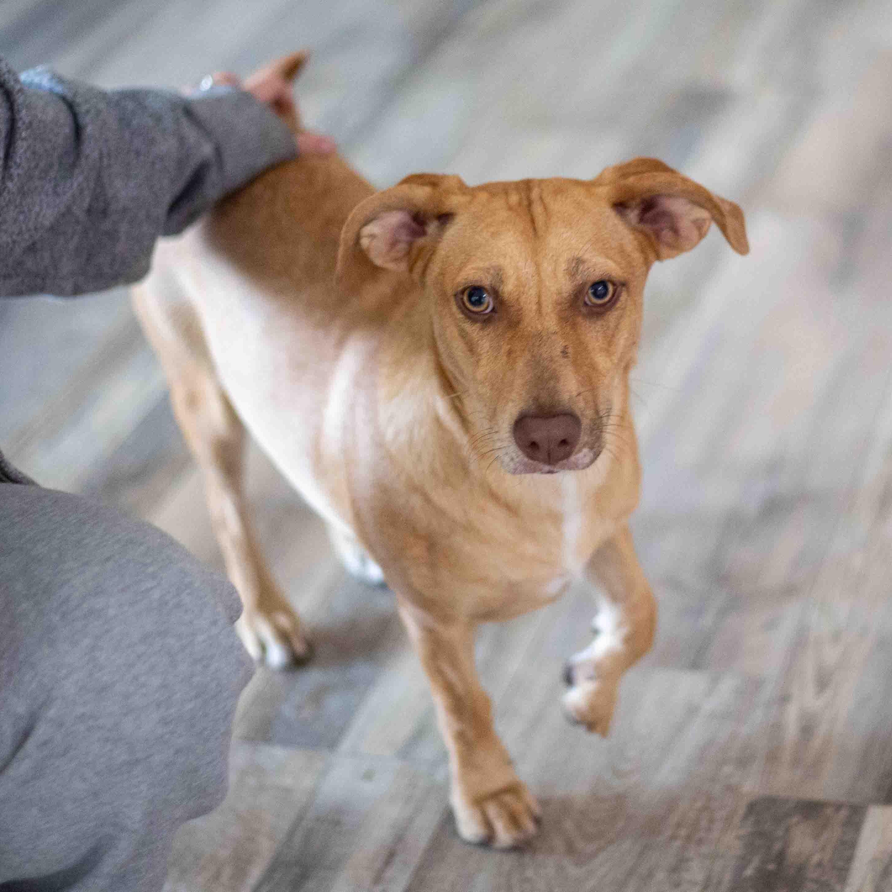Enlarge Debbie, a Adoptable mixed breed in Sarasota, FL image 5/5