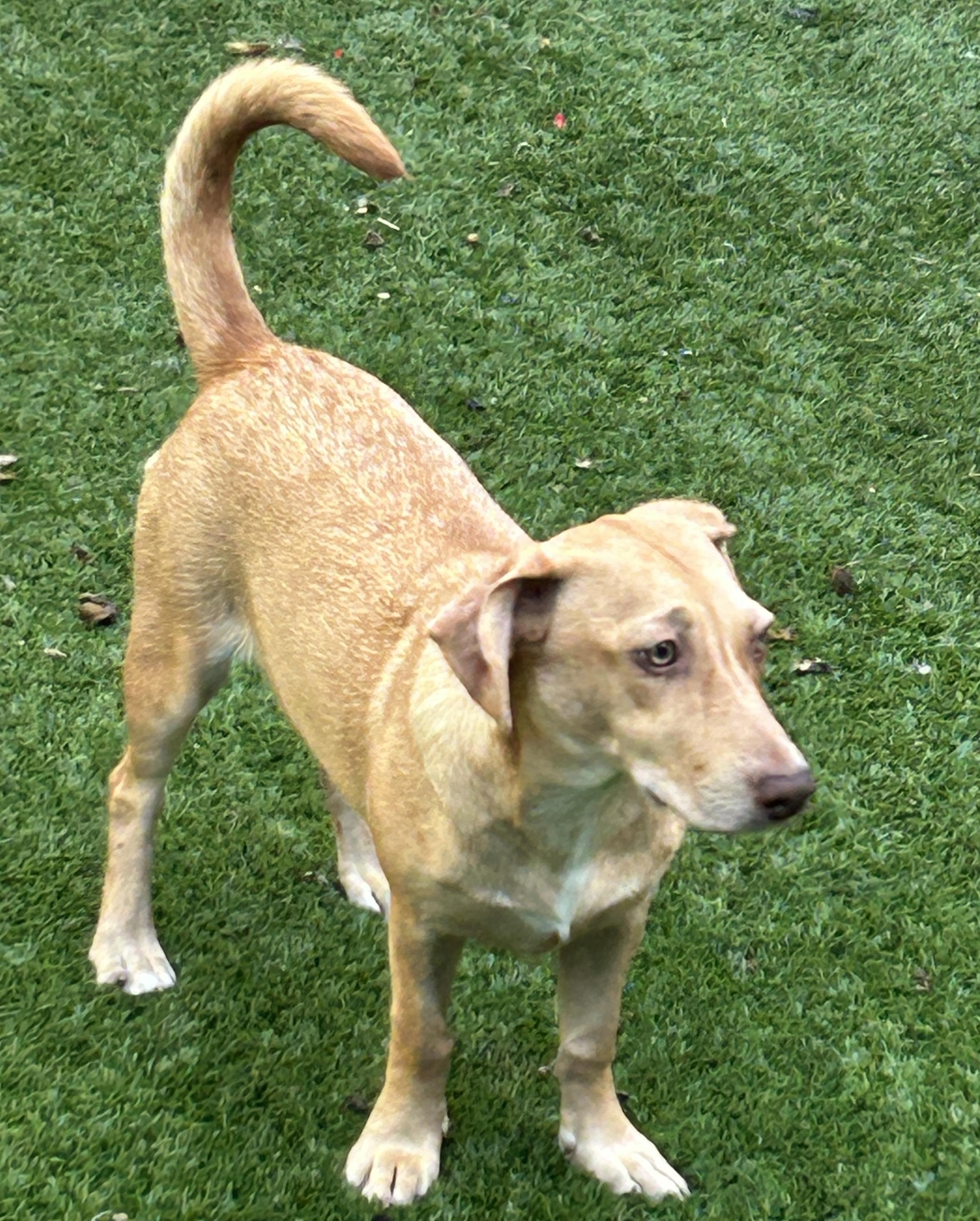 Debbie, a Adoptable mixed breed in Sarasota, FL image 1/3