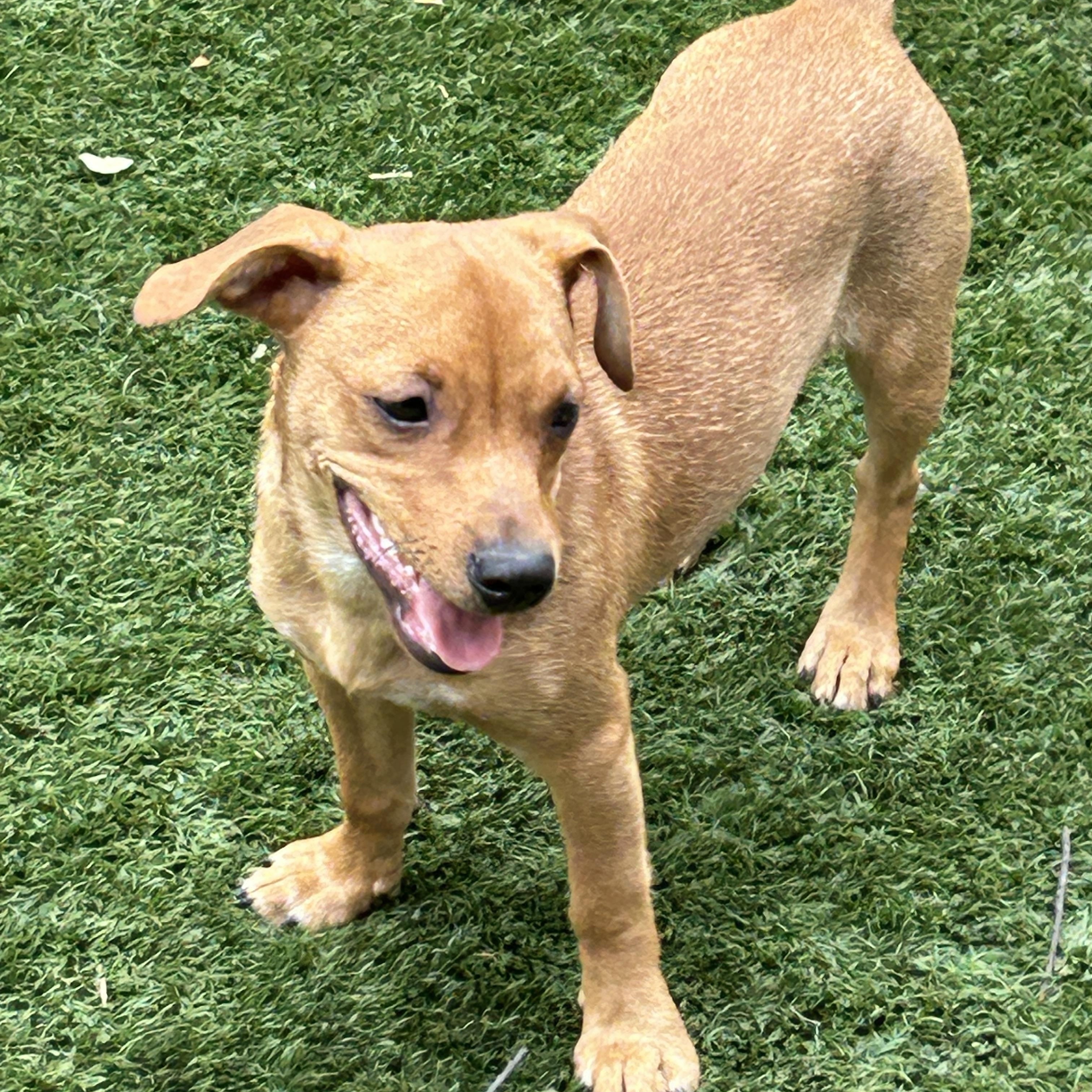 Enlarge Debbie, a Adoptable mixed breed in Sarasota, FL image 6/6