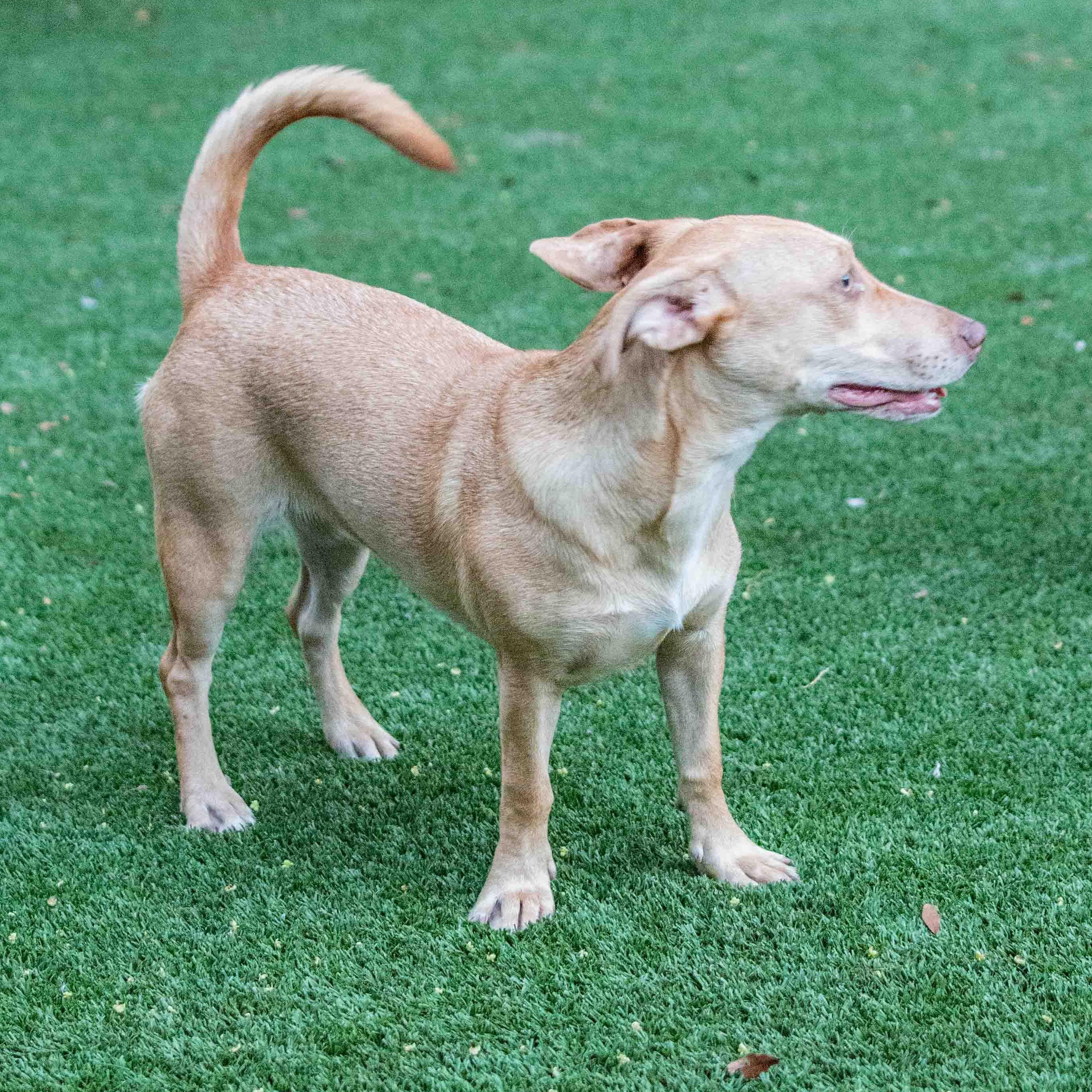 Enlarge Debbie, a Adoptable mixed breed in Sarasota, FL image 2/5