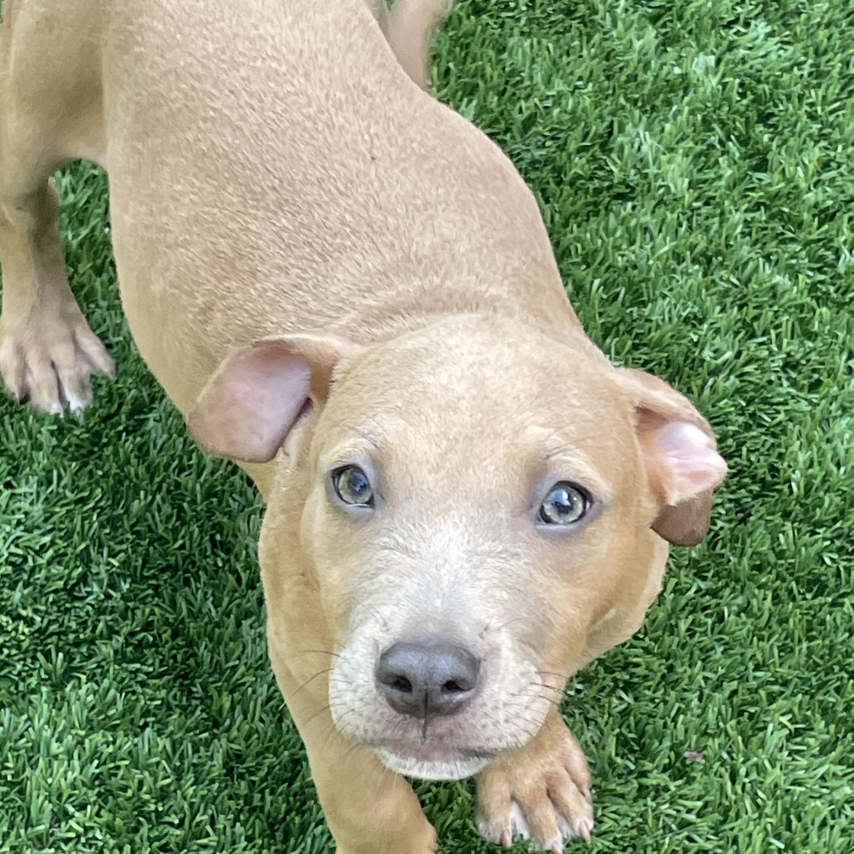 Debbie, a Adoptable mixed breed in Sarasota, FL image 2/3