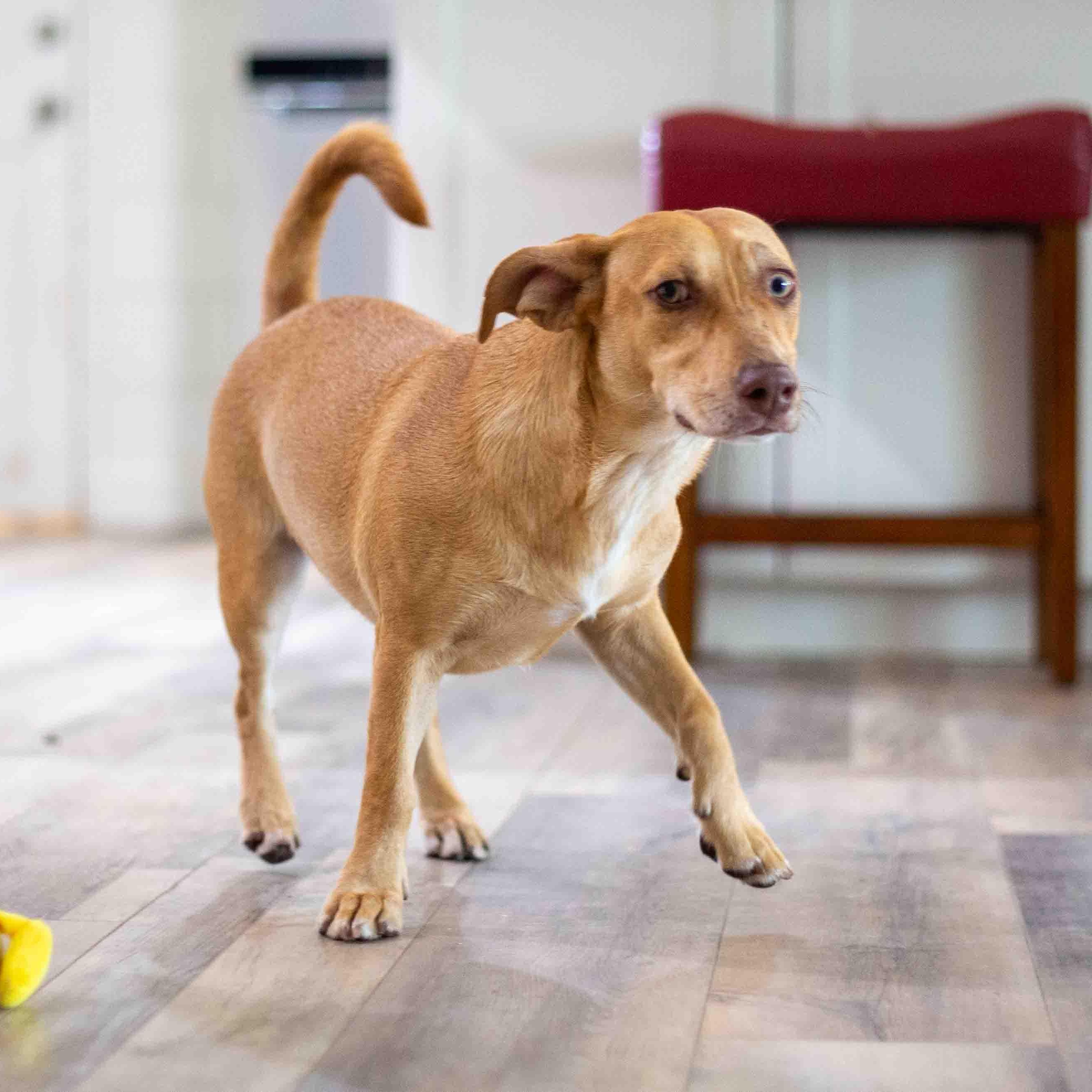 Enlarge Debbie, a Adoptable mixed breed in Sarasota, FL image 3/5