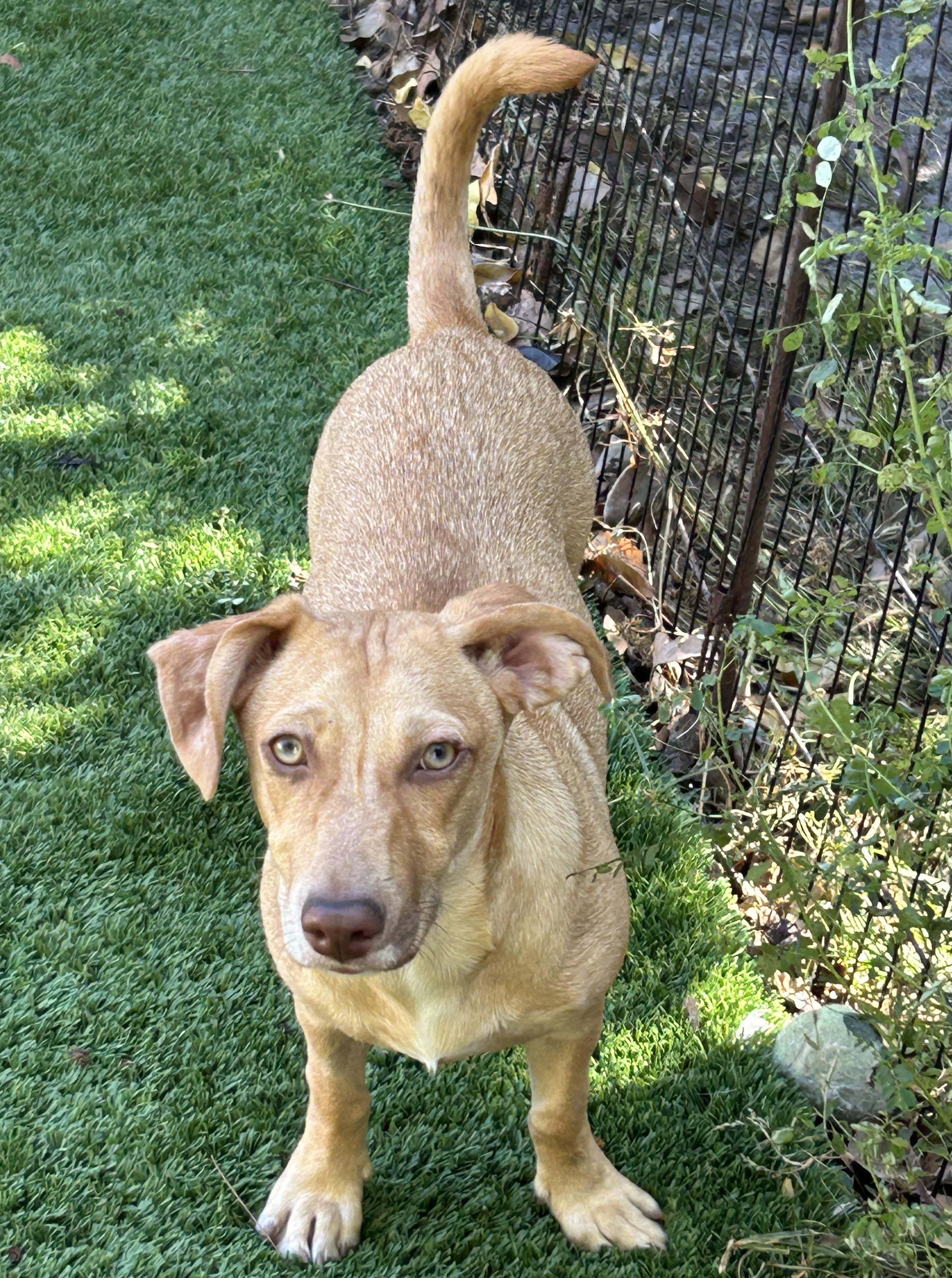 Debbie, a Adoptable mixed breed in Sarasota, FL image 3/3