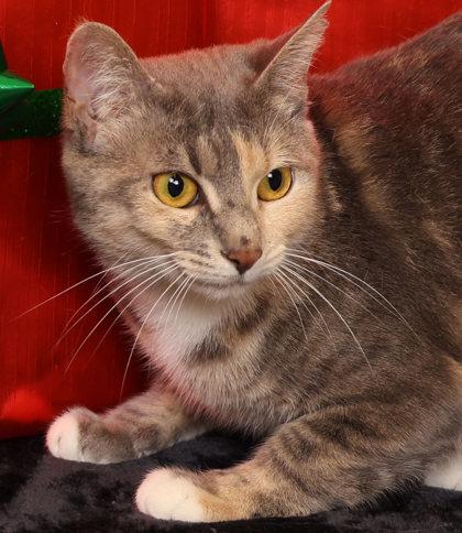 Juniper, Adoptable, Adult Female Domestic Short Hair & Domestic Short Hair.