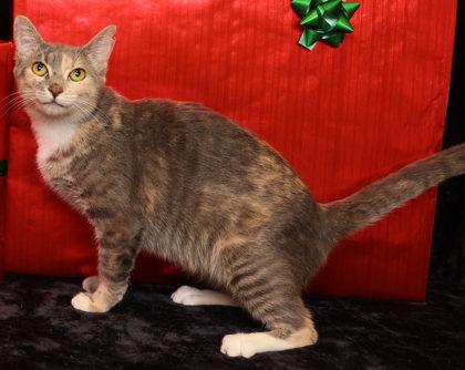 Enlarge Juniper, a Adoptable mixed breed in Cedar Hill, TX image 2/2