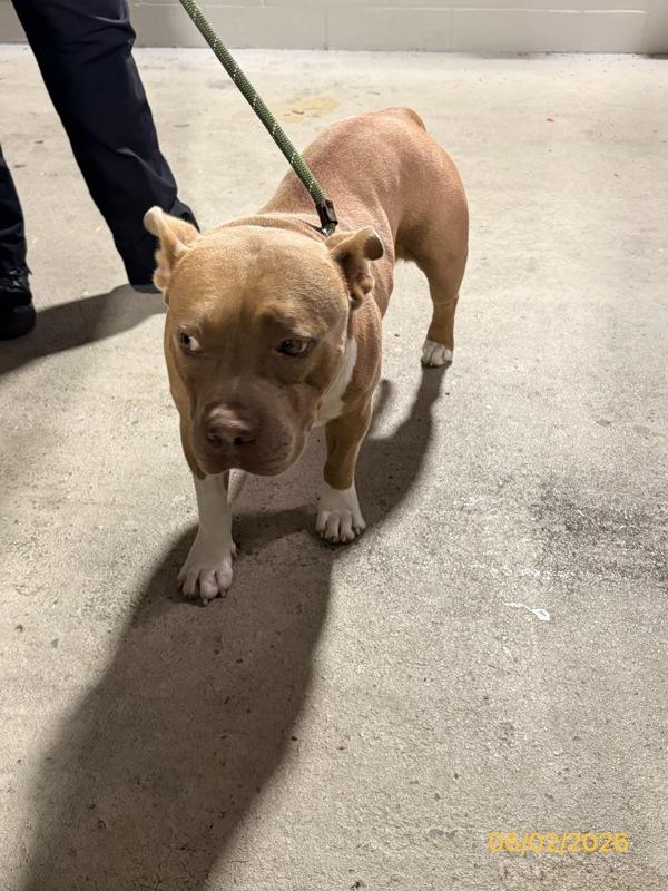 Enlarge Tyrion, a Adoptable mixed breed in Melbourne, FL image 1/1