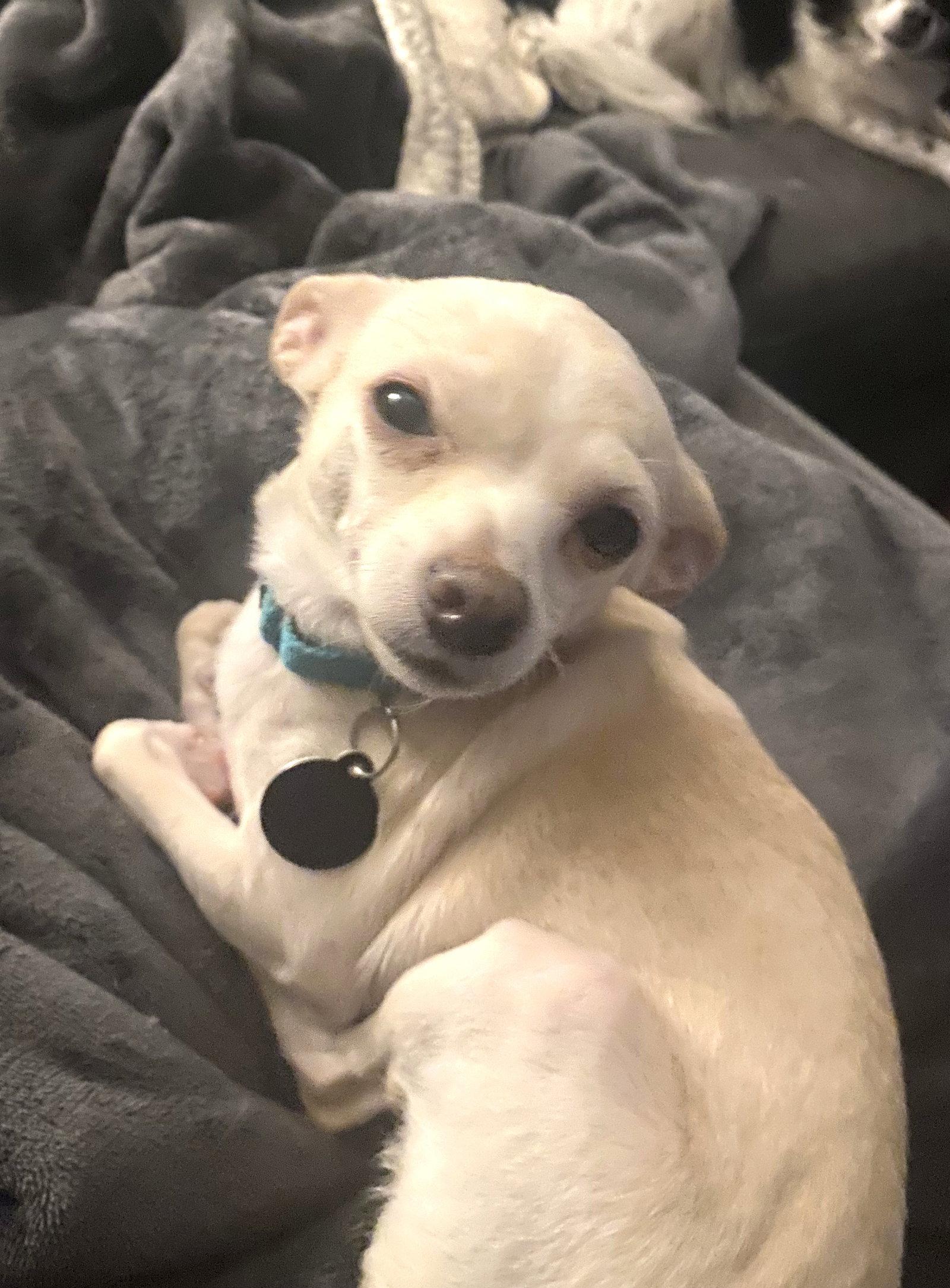 Tina - ADOPTION PENDING!, Adoptable, Young Female Chihuahua.
